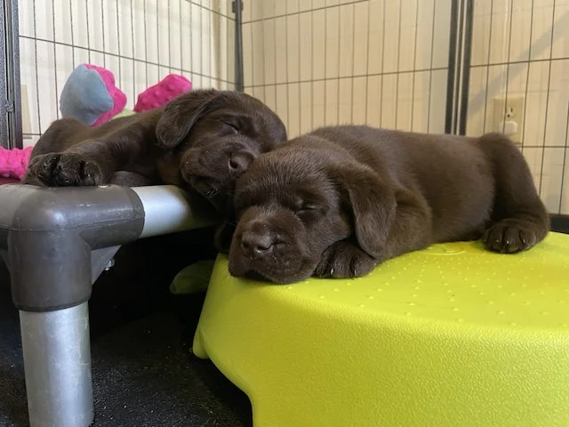 Two brown puppies sleeping together in a cage, one resting its head on the other, with a green cushion and pink and blue plush toys nearby.