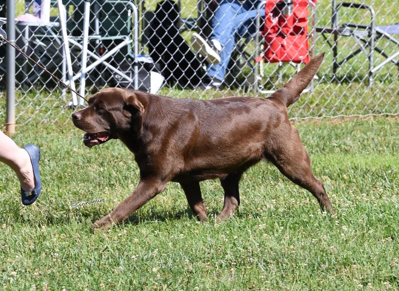 Chocolate labrador trotting in grass show ring