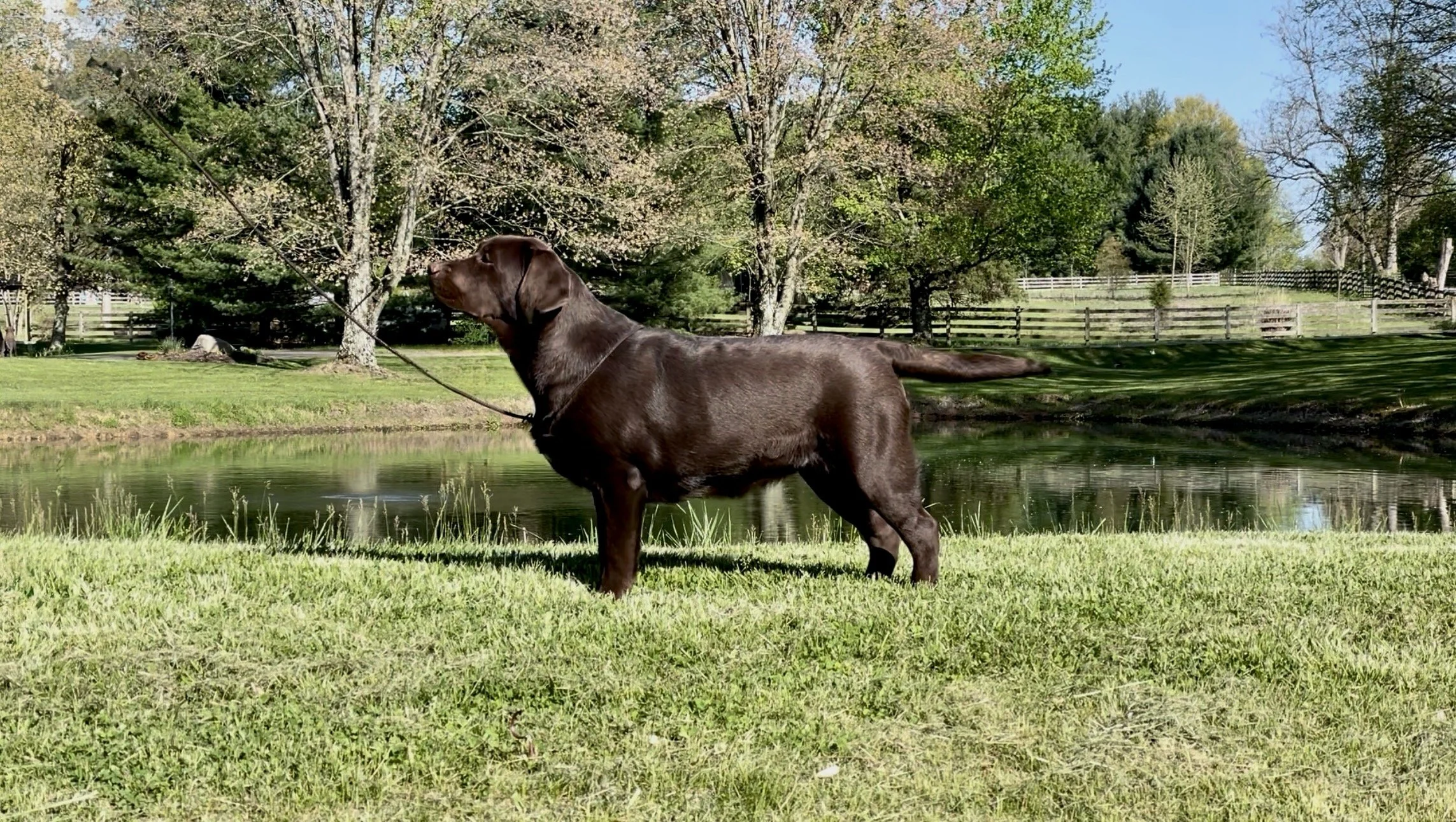 An AKC labrador retriever in Ohio standing on grass near a pond, with trees and a wooden fence in the background.