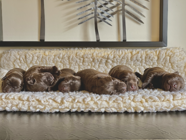 Why the Wait for a Well-Bred Puppy Can Be Longer Than You Think