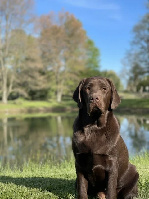 Young chocolate labrador retriever sitting in front of a pond with trees in the background.