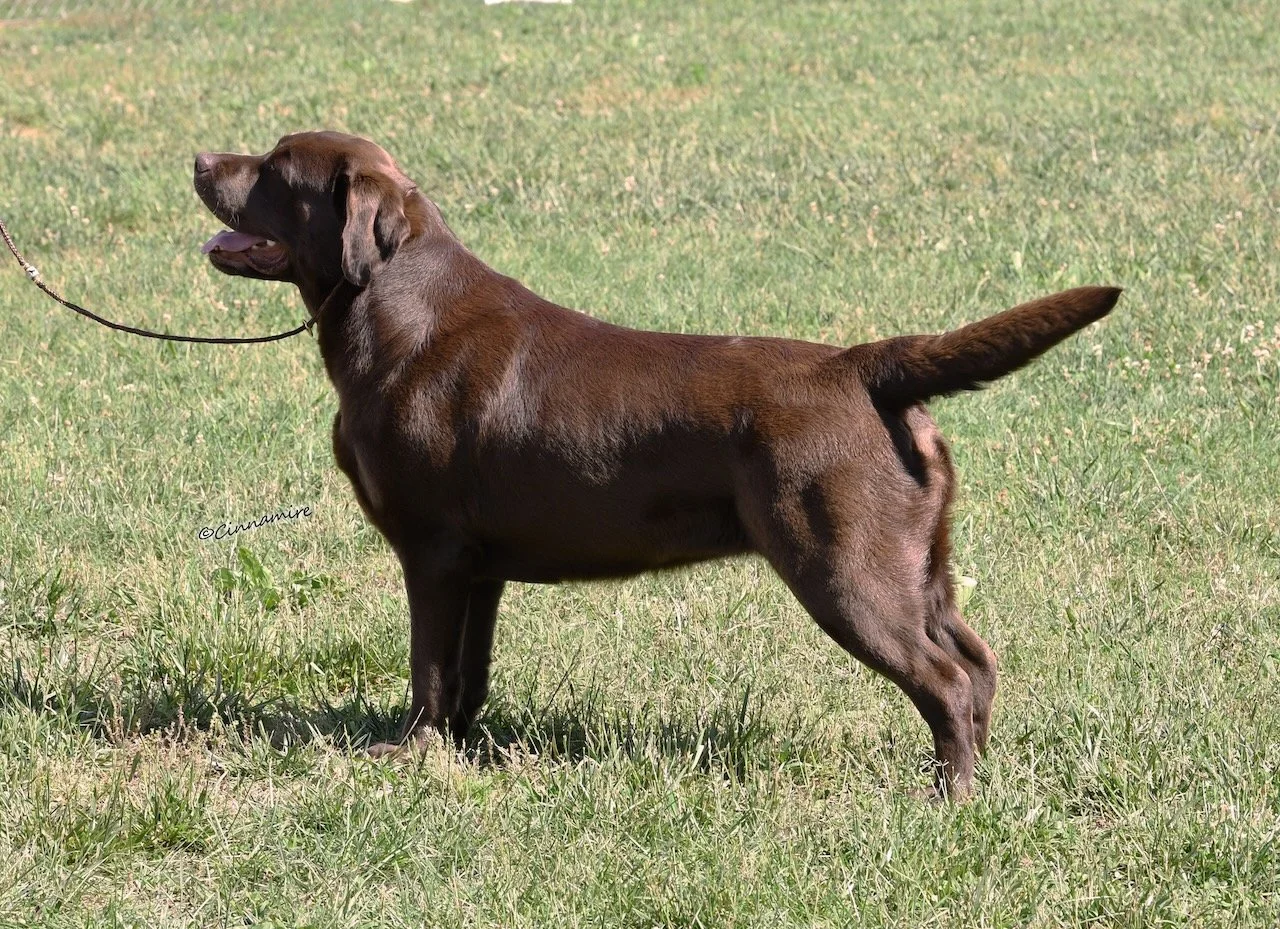 Chocolate labrador free baiting in ring