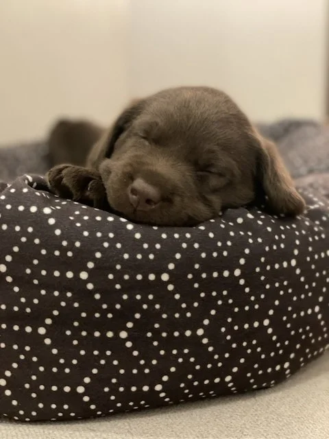 Chocolate labrador puppy sleeping on bed