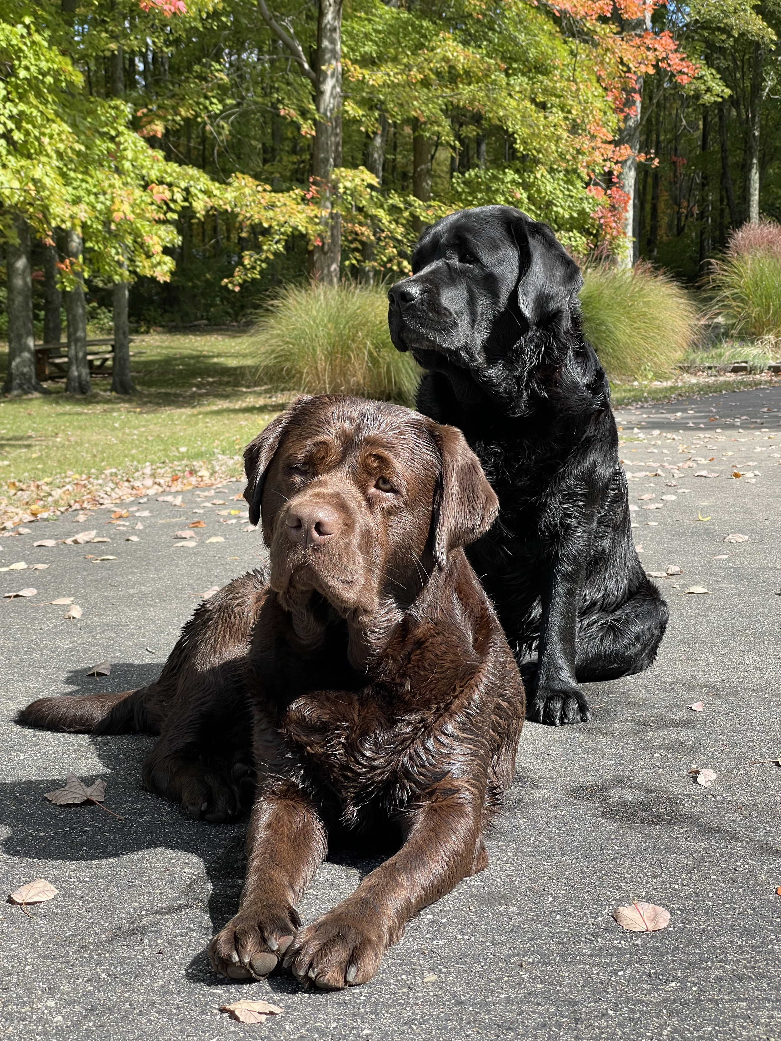 two labradors outside in the fall