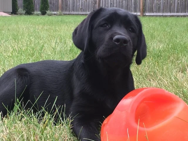 A black Labrador puppy lying on green grass with a red plastic ball in front of it, and a wooden fence in the background.