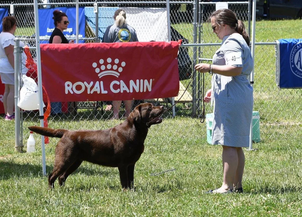 Chocolate labrador in show ring with handler
