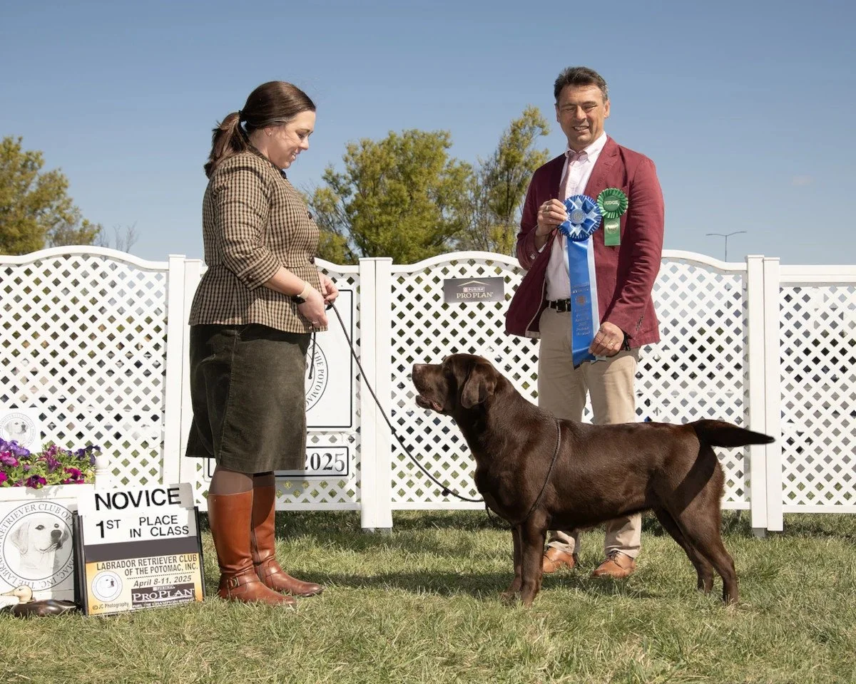 Chocolate labrador free baiting with judge for win photo