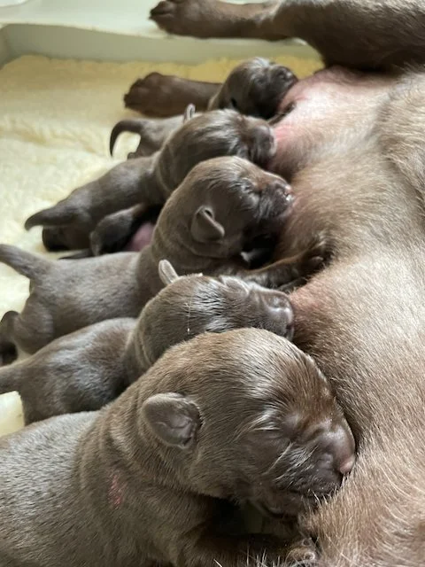 Newborn labs nursing on mother