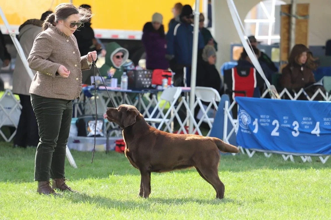 Chocolate labrador free baiting in ring with handler