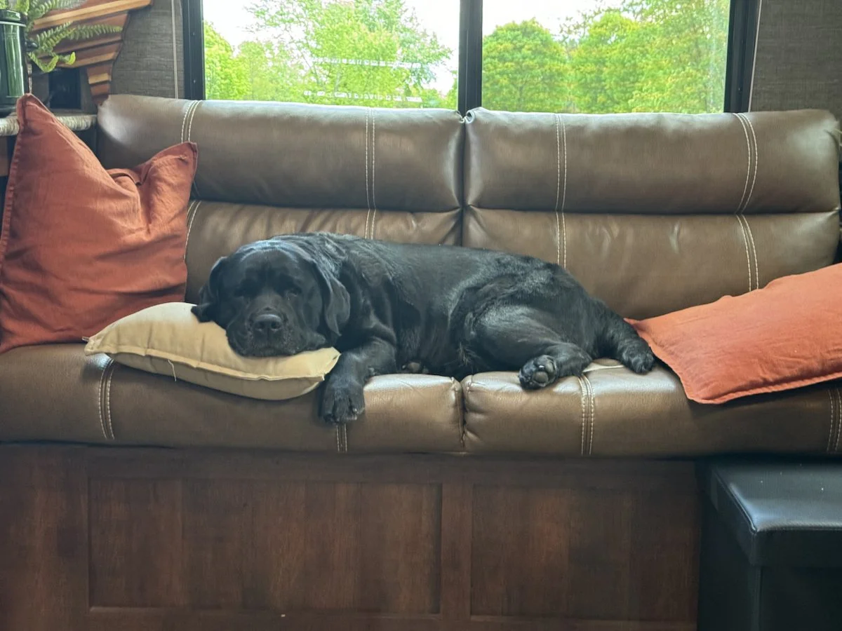 You Want a “Calm” Labrador. What Does That Actually Mean?
