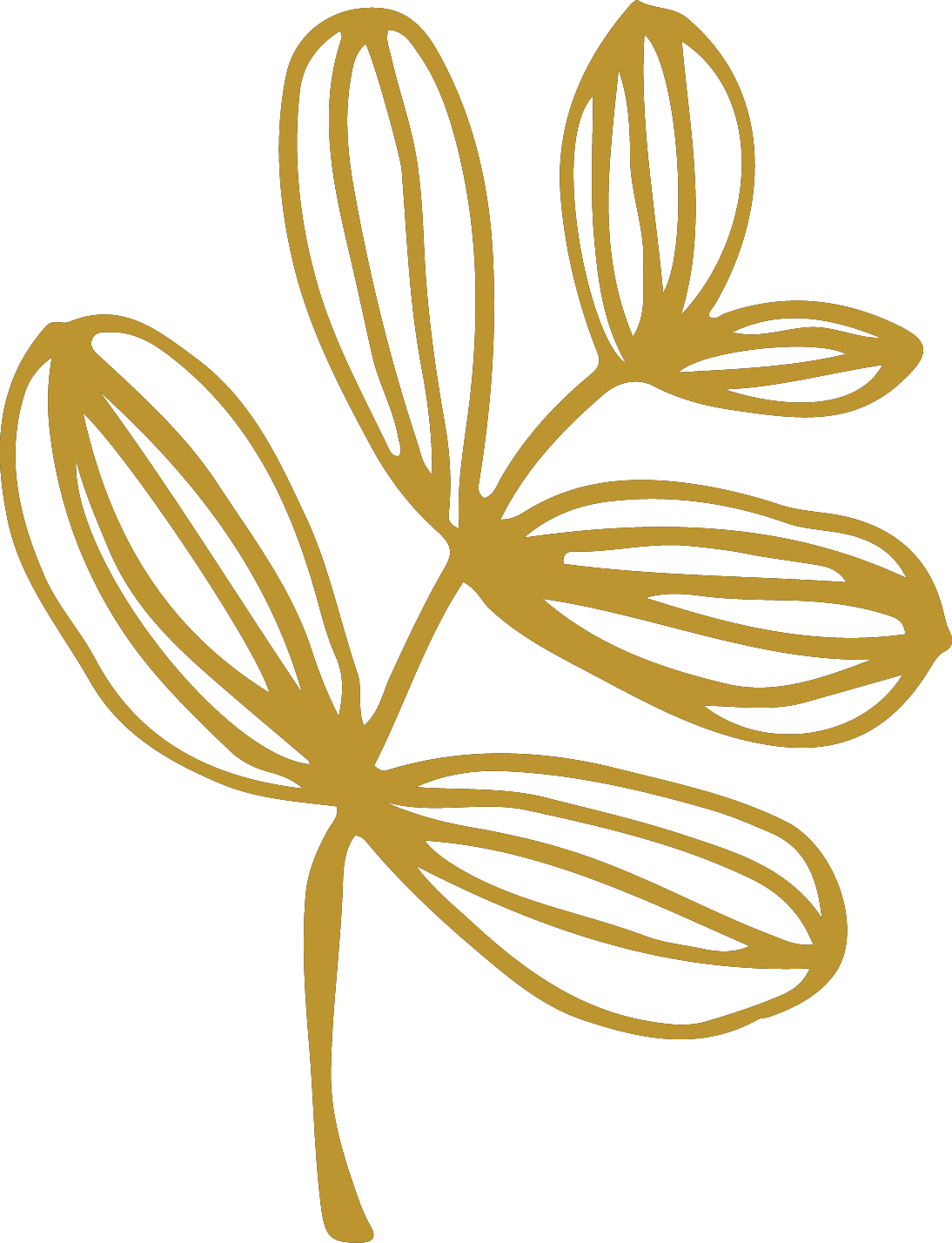 Leaf graphic featured on Bucks Quarter's website and outreach postcard.