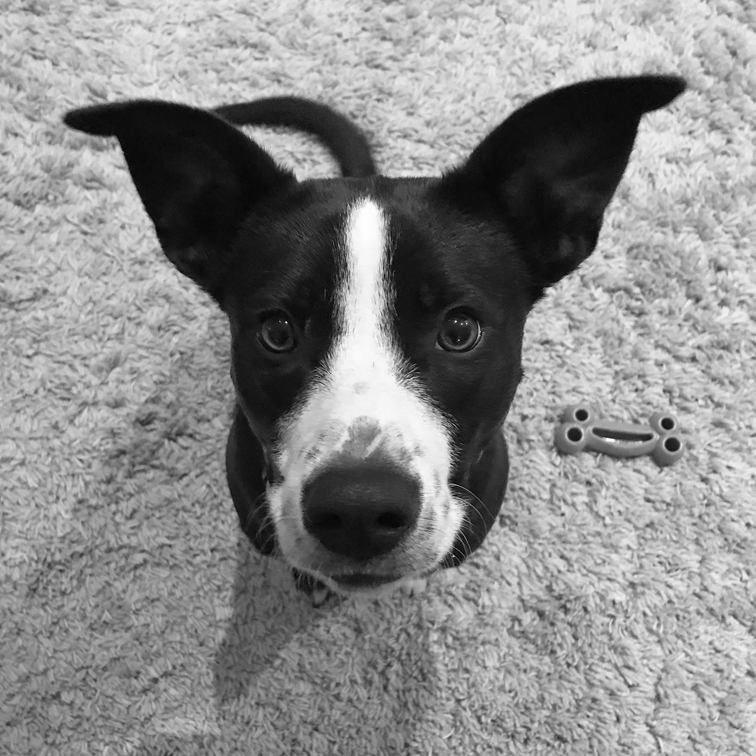 Dog with big ears looking up at viewers.