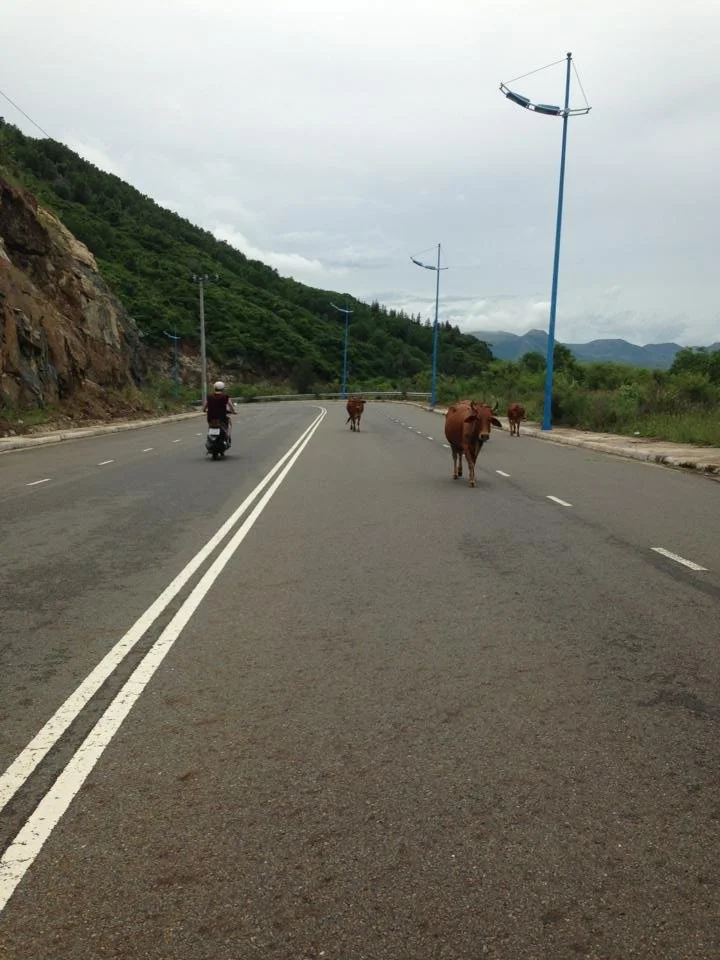 1078328_10151650184272144_2125404390_n copy 2.jpg