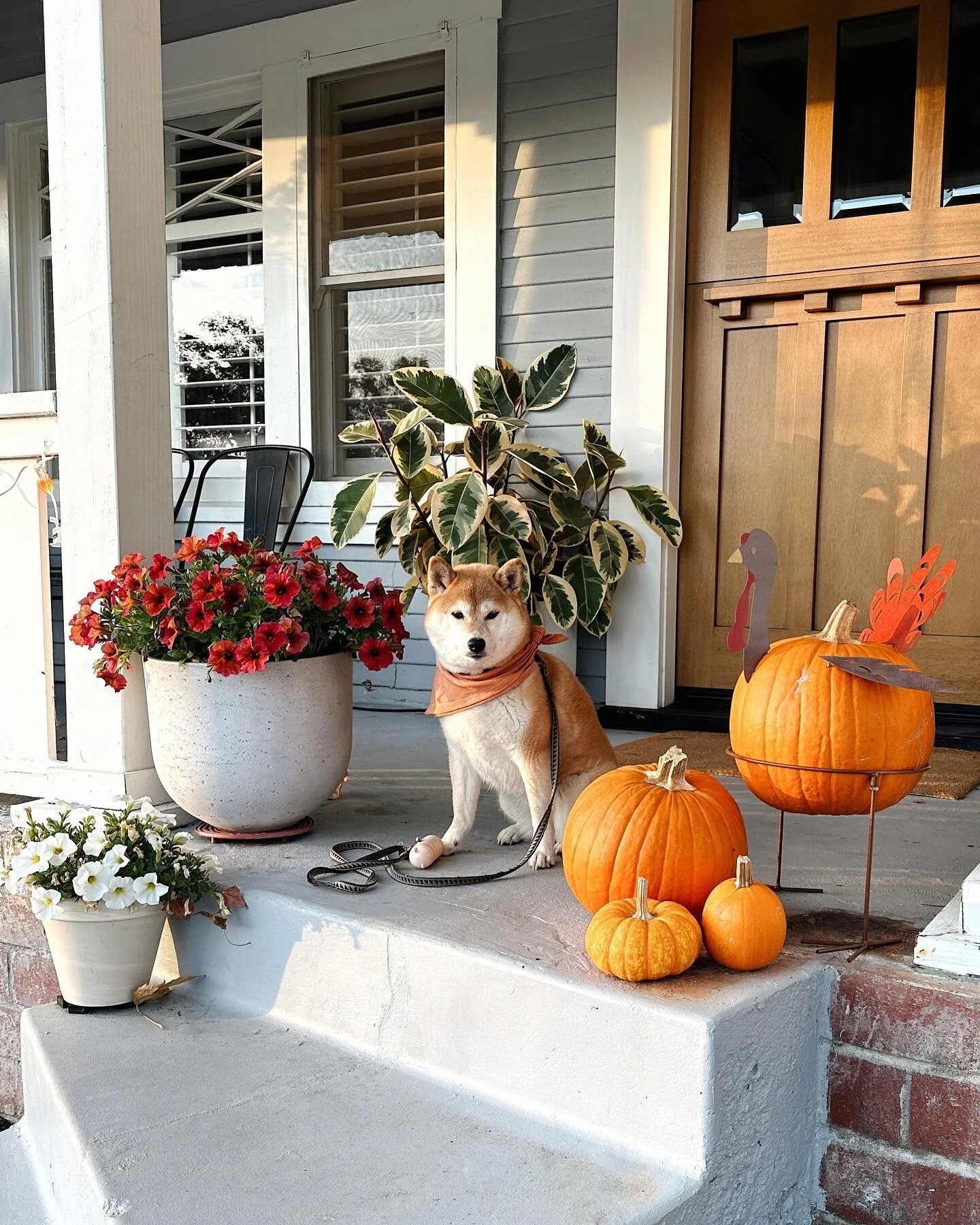 Happy fall, y&rsquo;all! 🍂 Made Kitsu a new scarf 🦊🧡