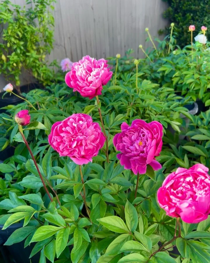 🌸💕 It&rsquo;s that time of the year 🌸💕

#peony #peonylover #peonies