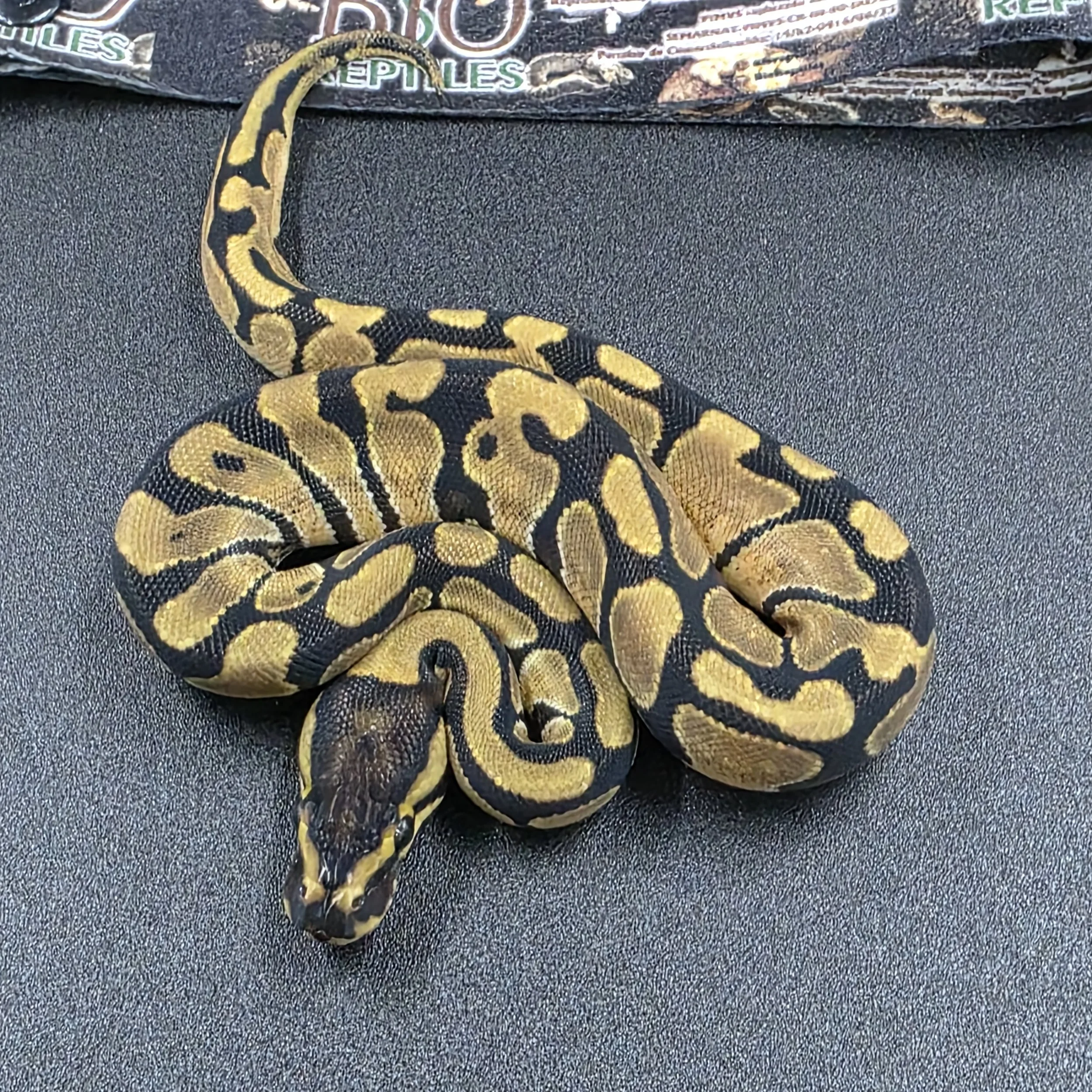 PR-26-09-05 enchi het pied hembra.jpg
