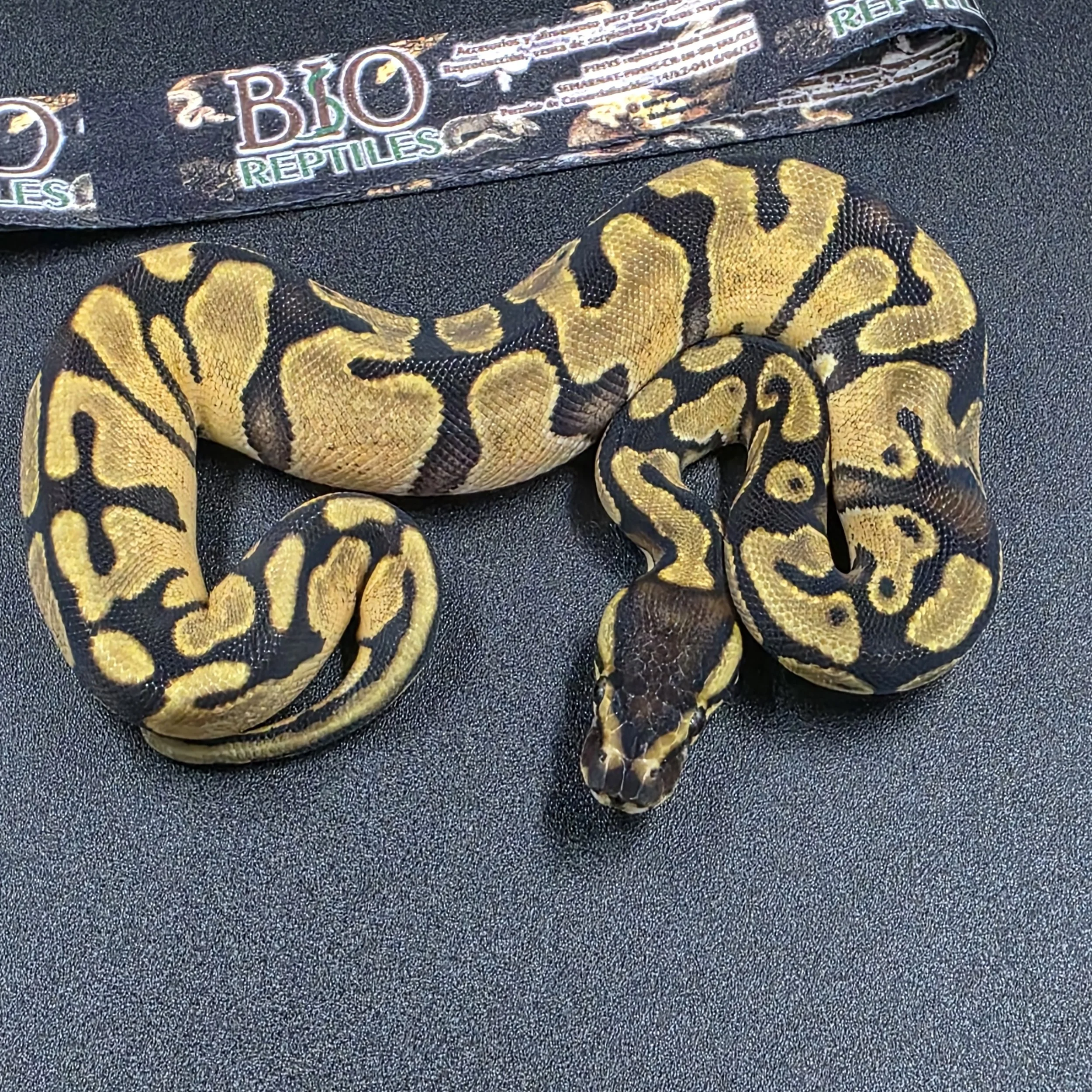 PR-26-09-03 yb enchi het pied.jpg