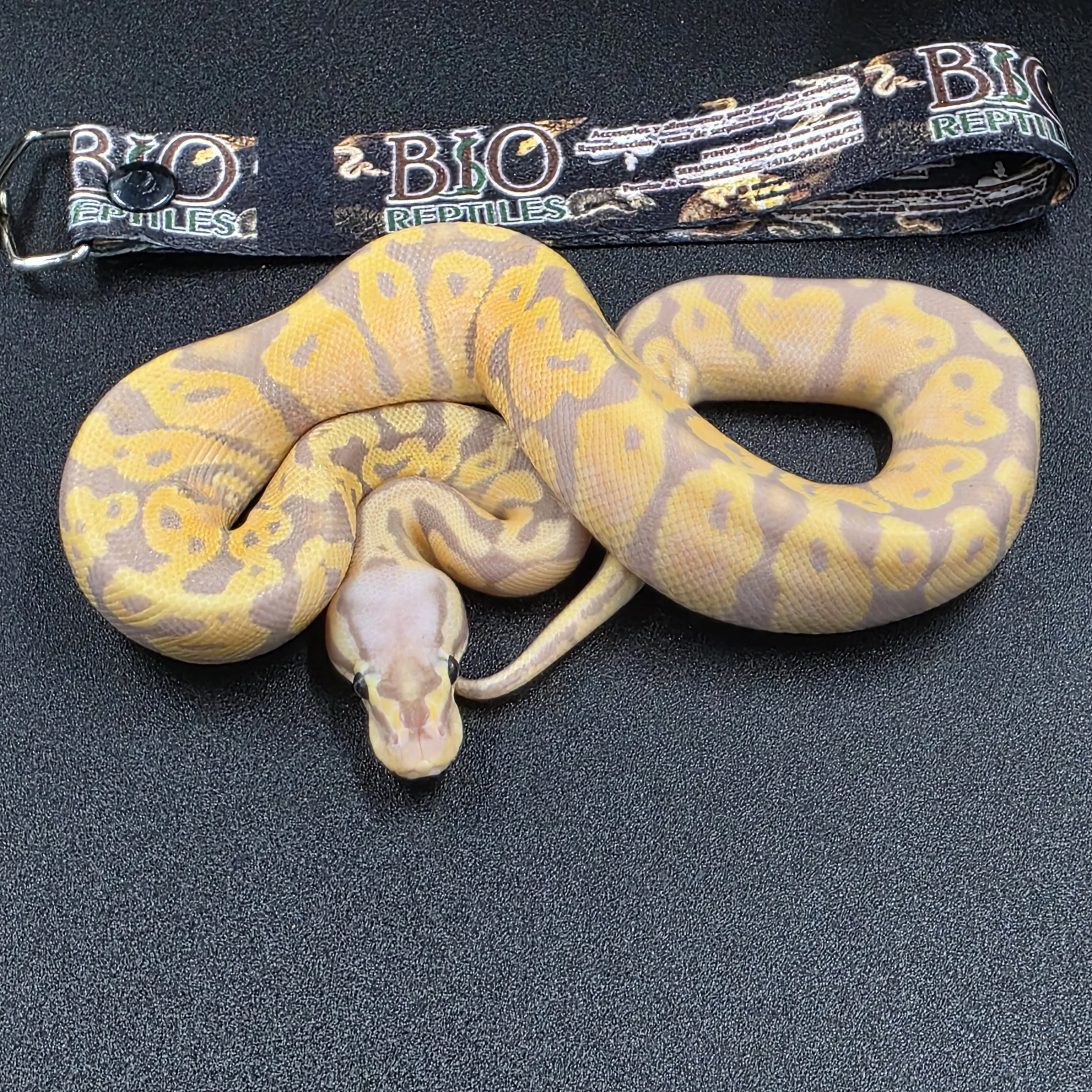 Banana Pastel Macho ID260307