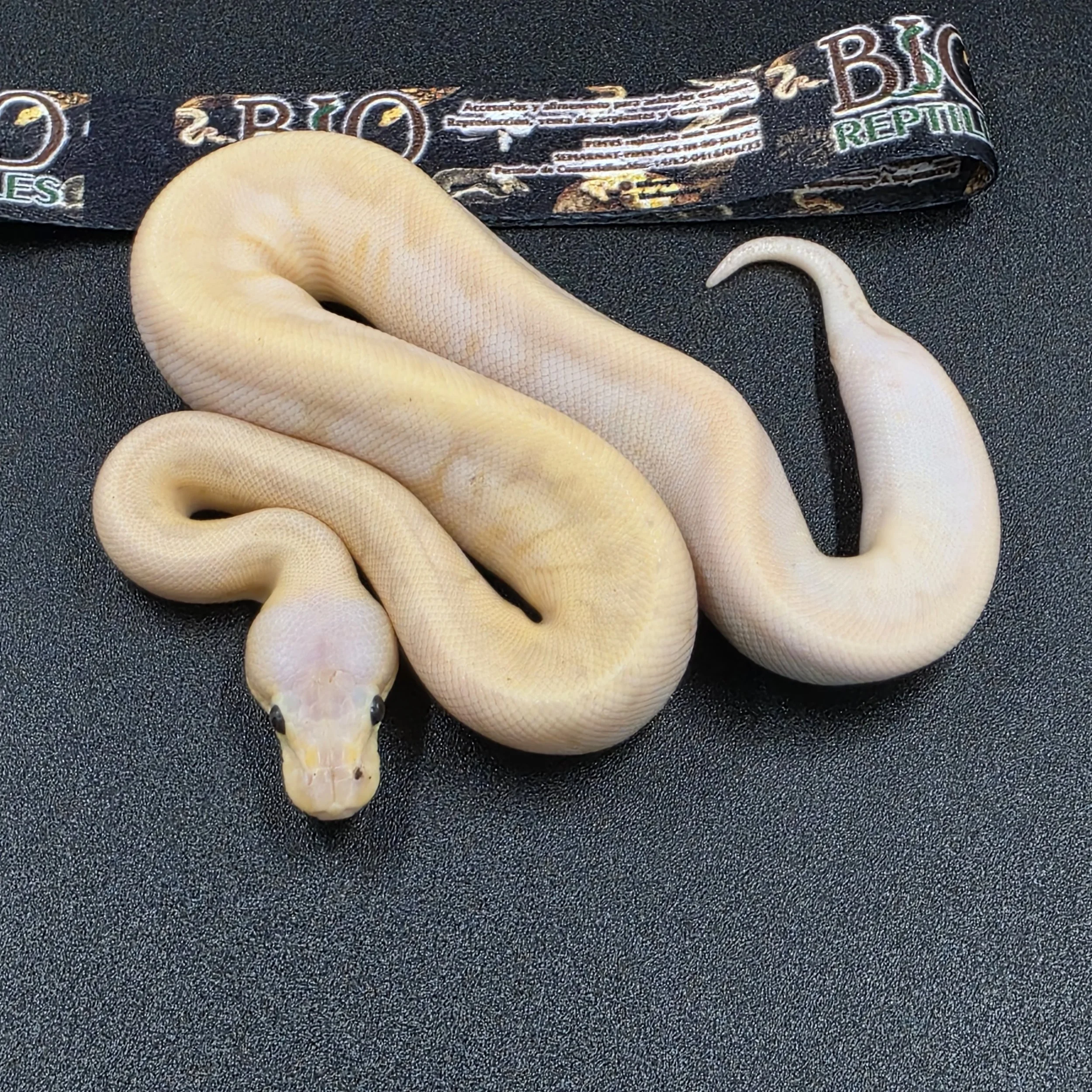 Banana Caliblast Macho ID260302