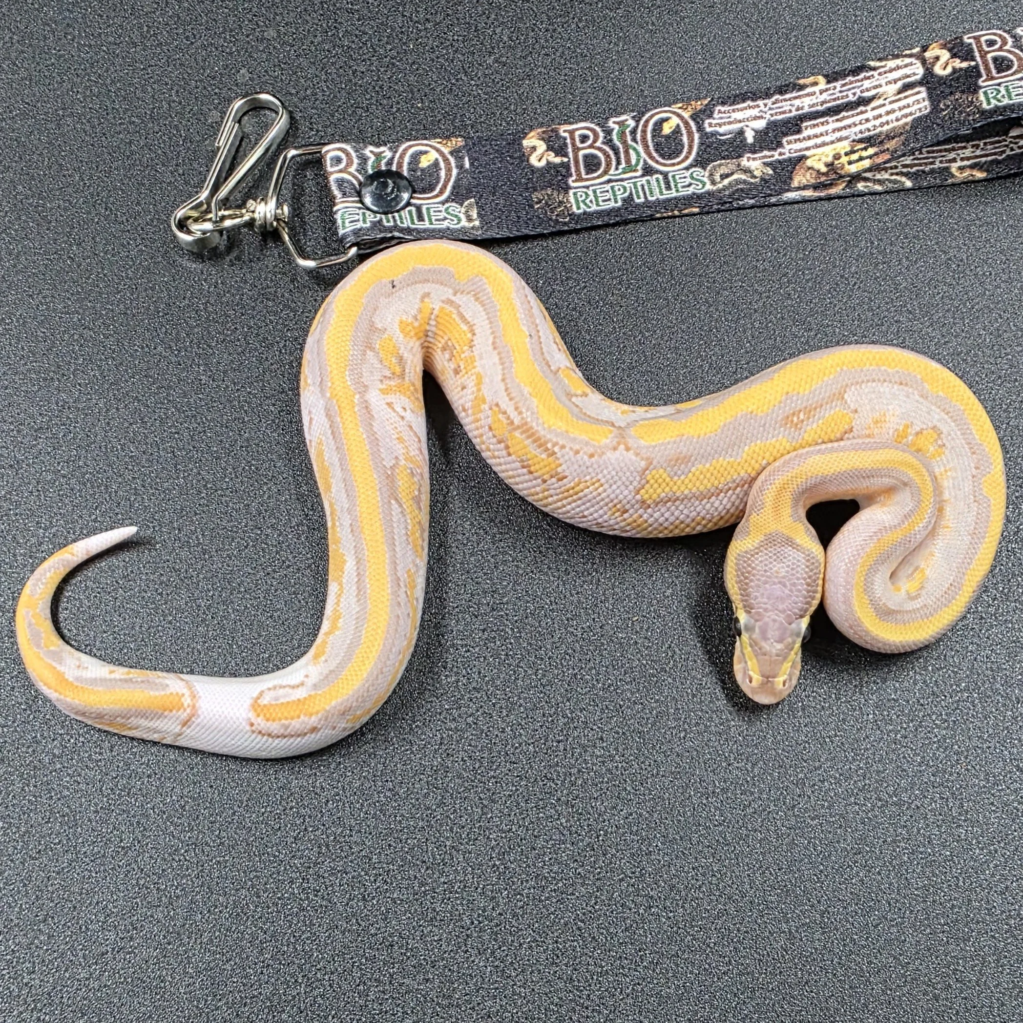 Banana Pastel Pied Macho ID260601