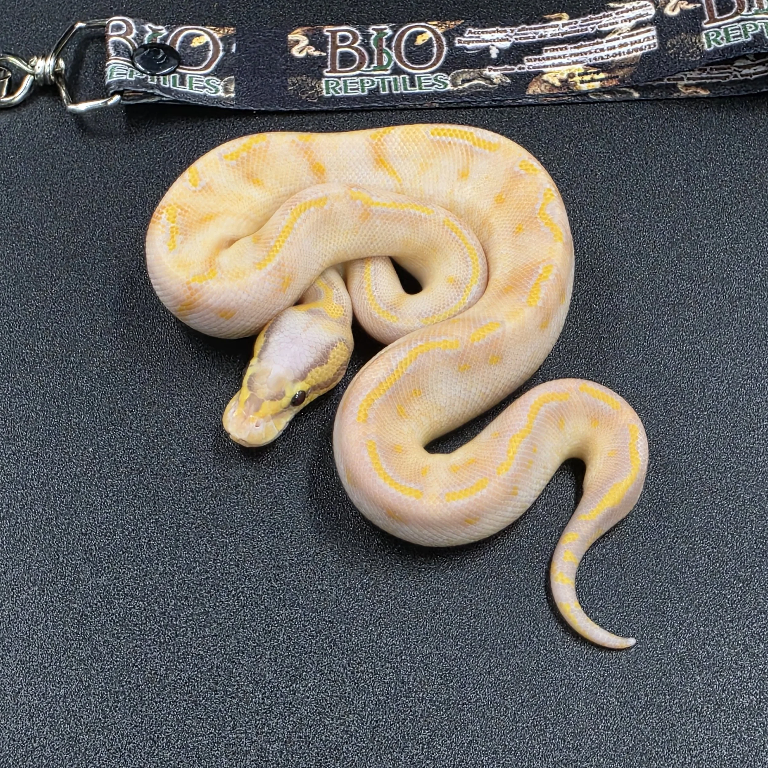 Banana Pastel GHI Highway het clown Macho ID260501
