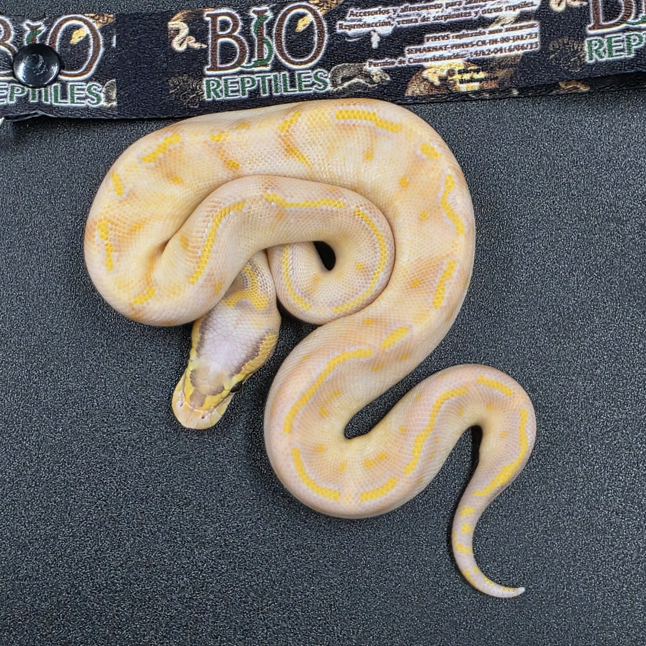 PR-26-05-01 Banana Pastel GHI Highway het clown Macho 11000c.jpg