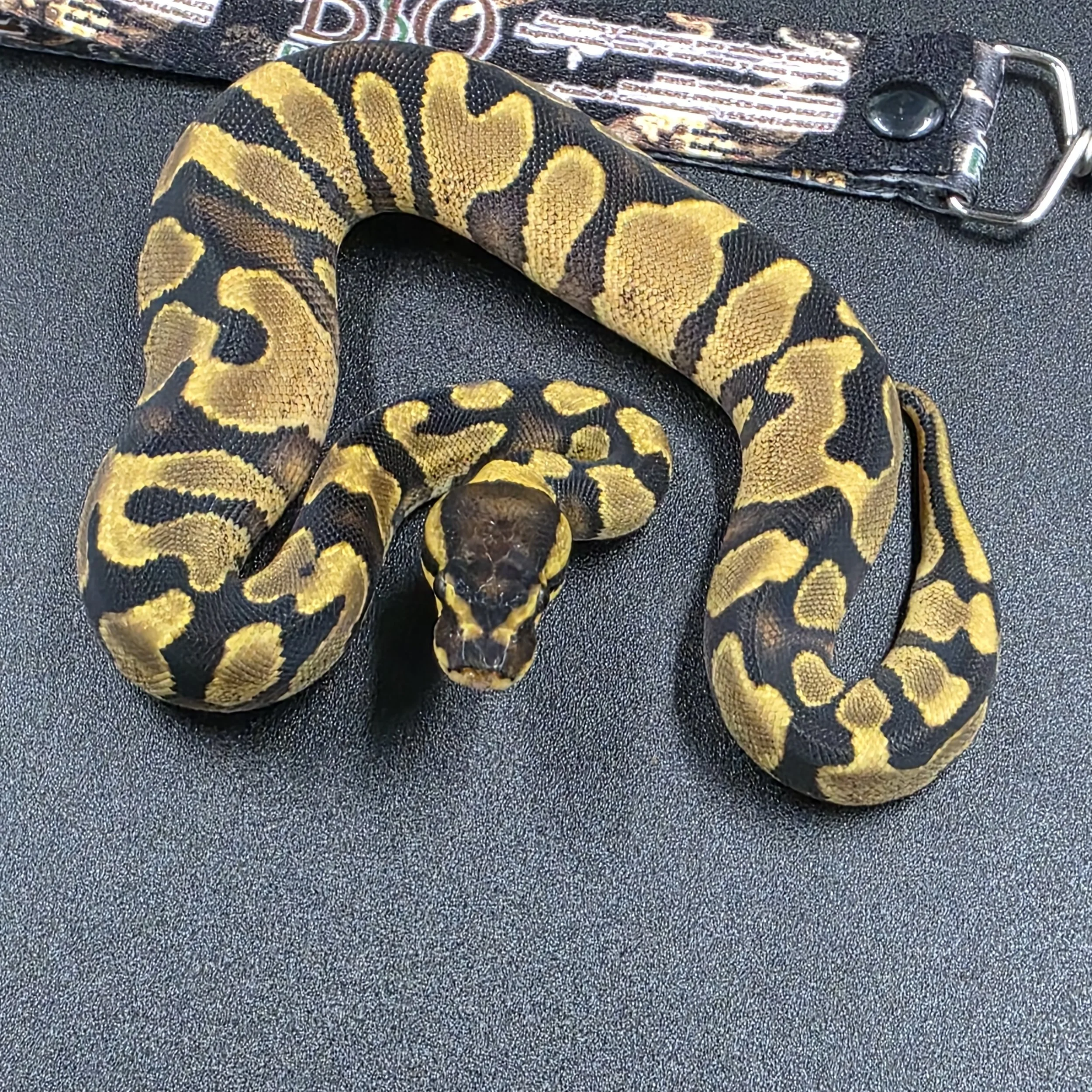 PR-26-12-04 Enchi Yellowbelly het pied macho.jpg