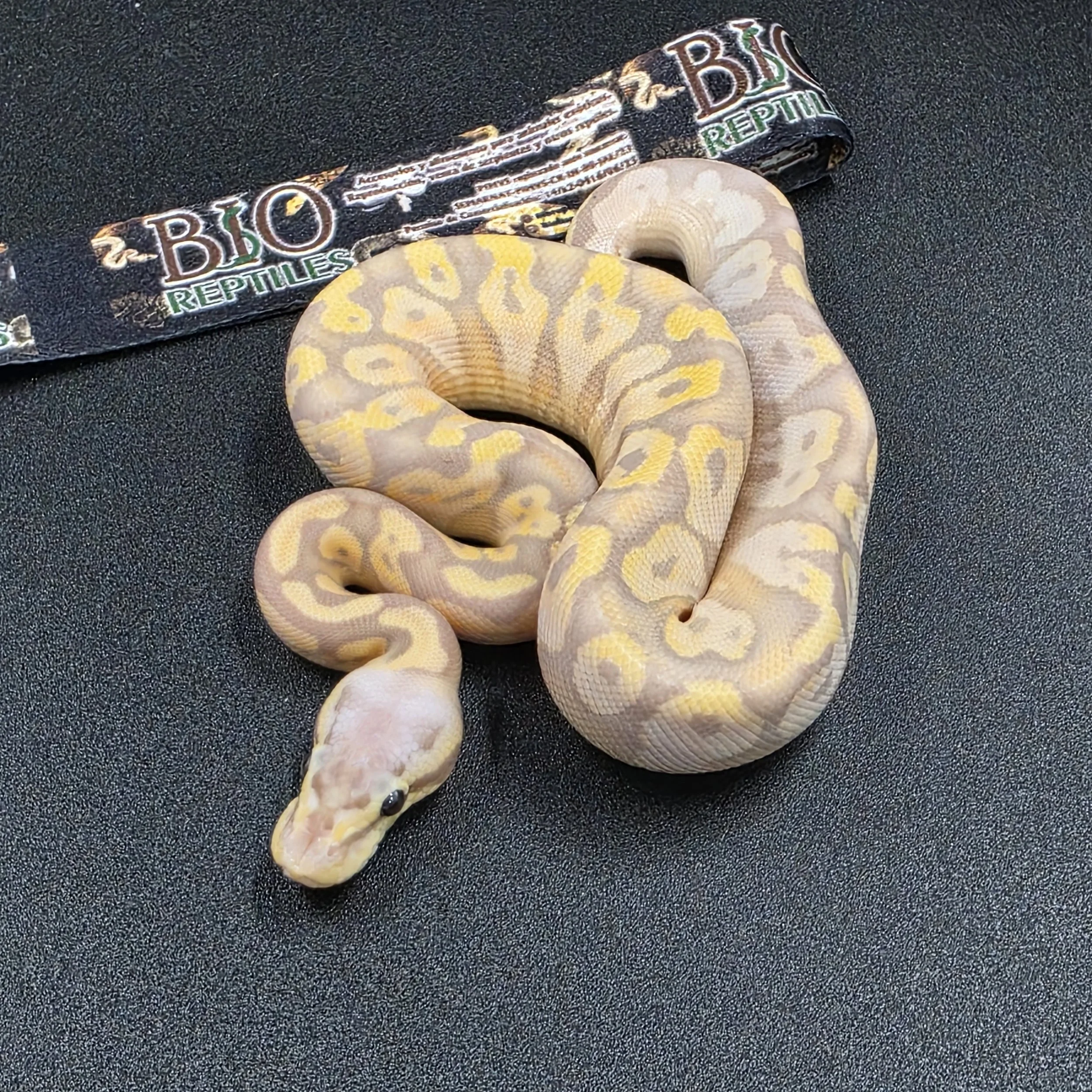 Banana Pastel Calico Yellowbelly Macho ID260303