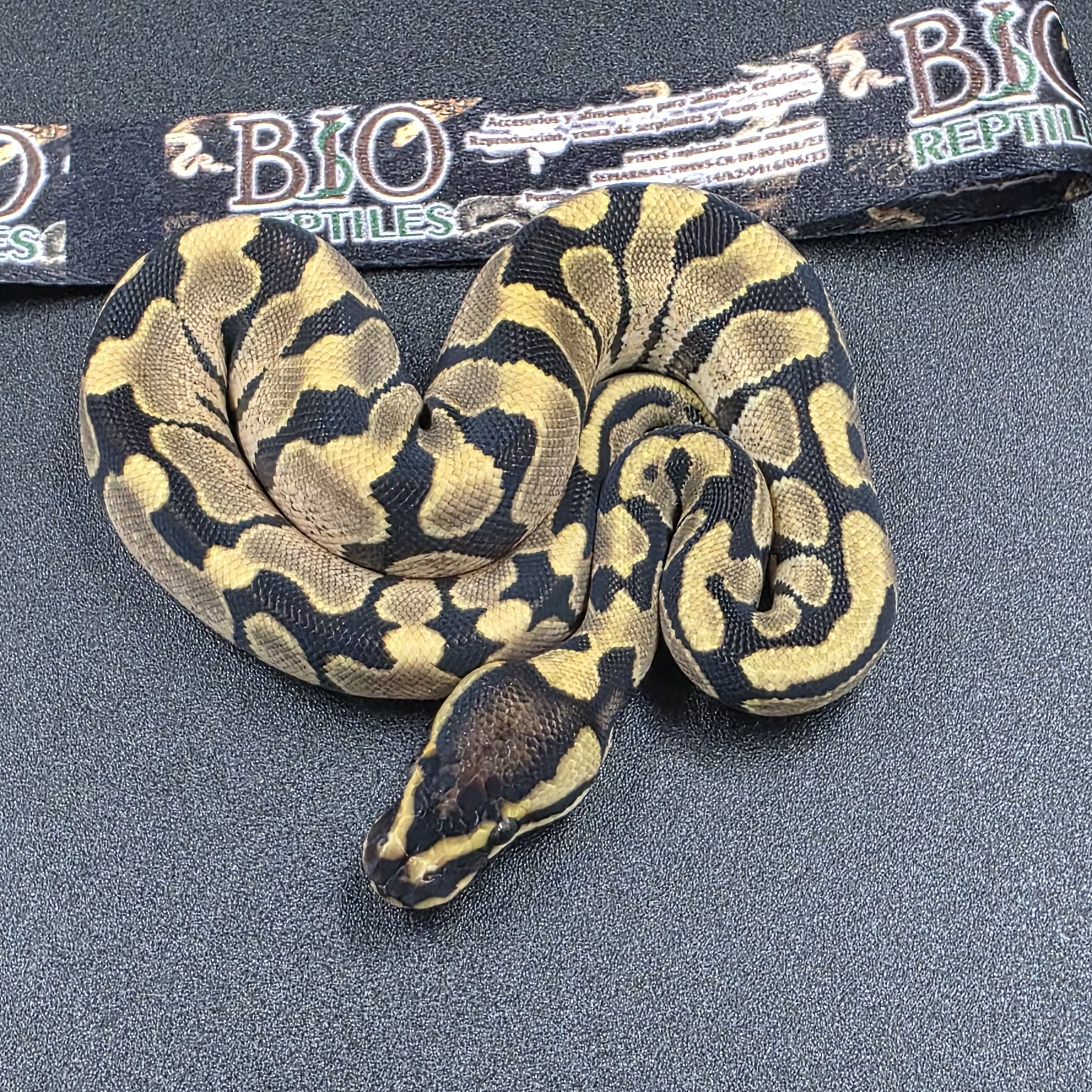 PR-26-07-05 Enchi asphalt.jpg