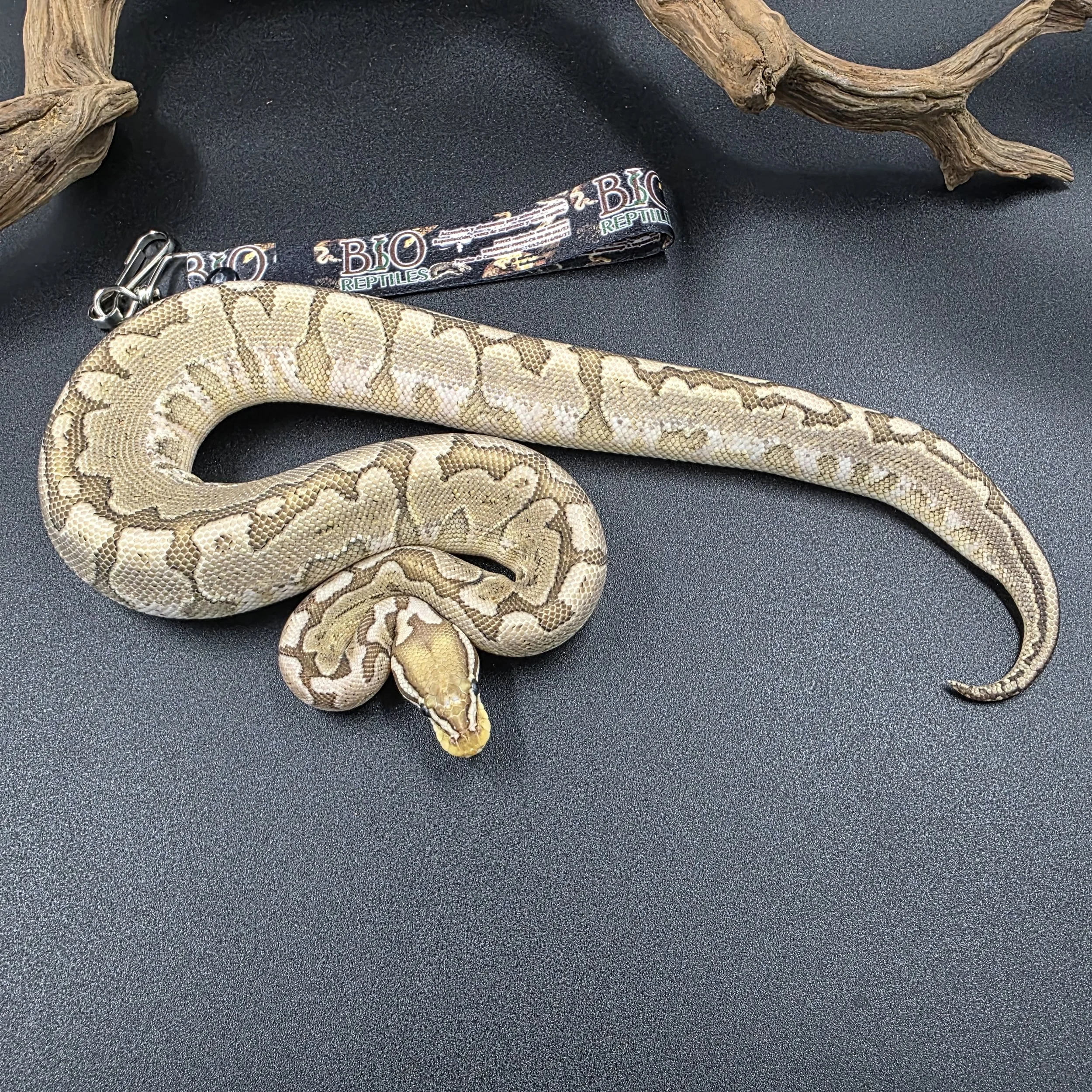 Bamboo Pastel 50% het hypo Hembra ID250304