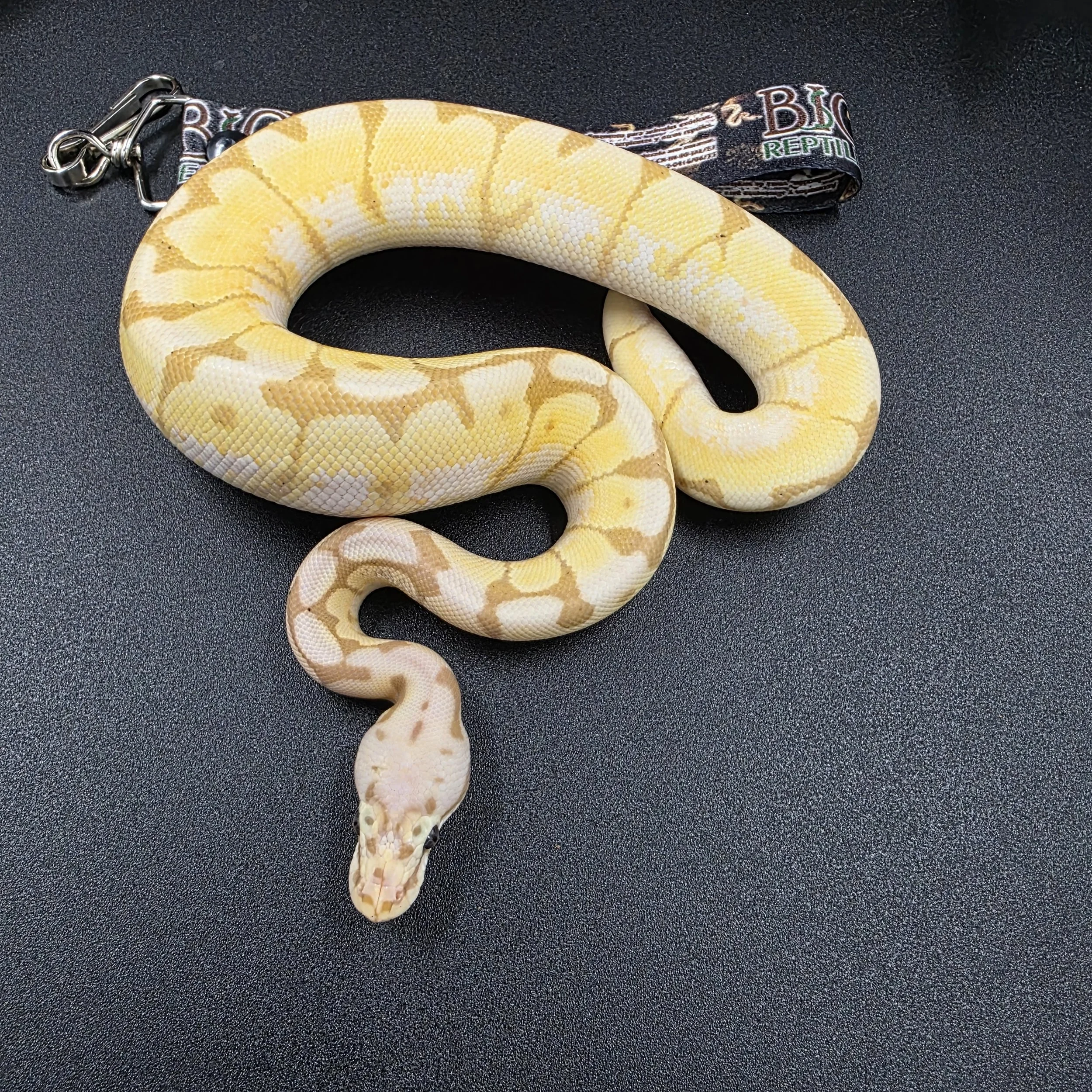 PR-26-01-02 Banana Bumblebee 6000a.jpg