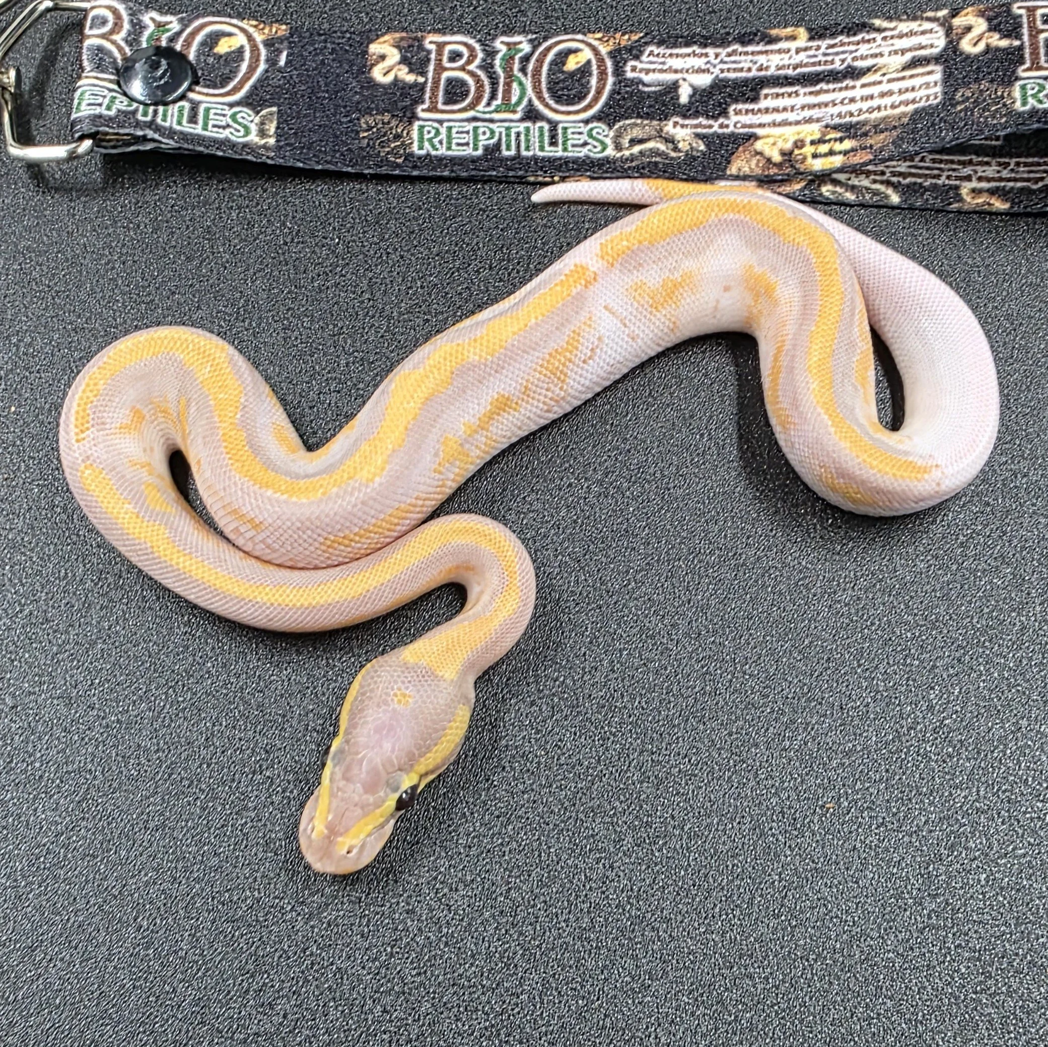 Banana Pied Macho ID260604