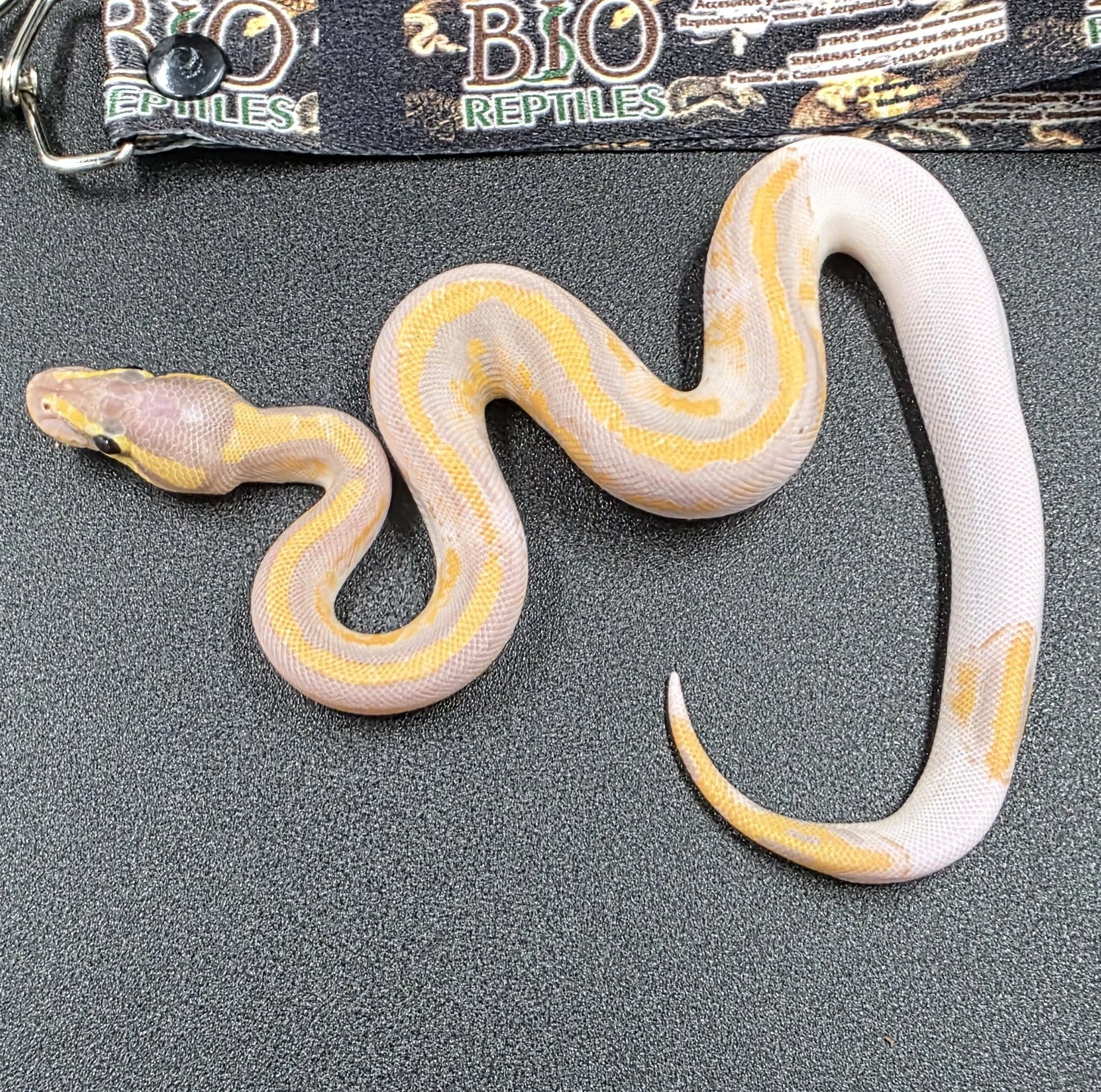 Banana Pied Macho ID260605