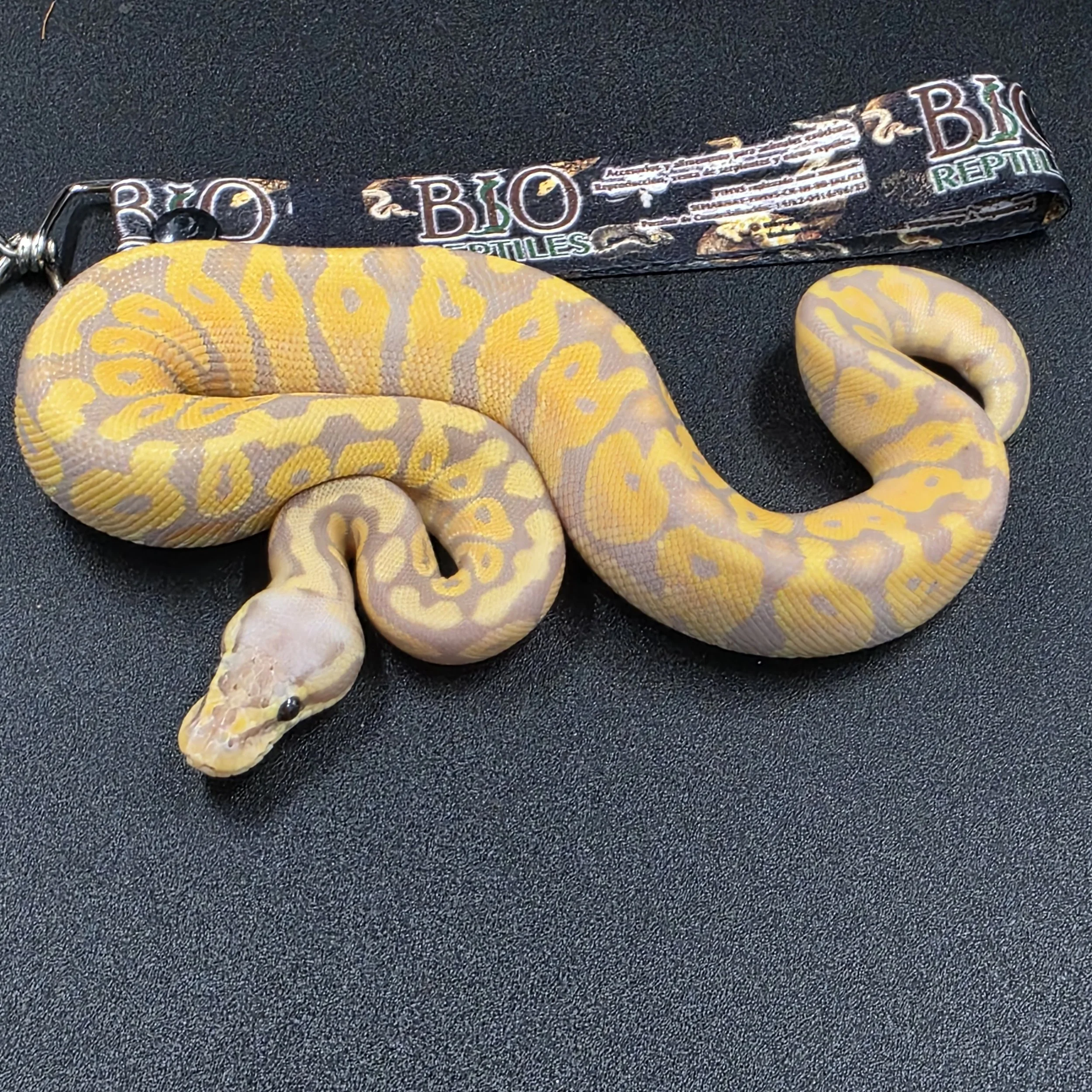 Banana Pastel Yellowbelly Macho ID260306