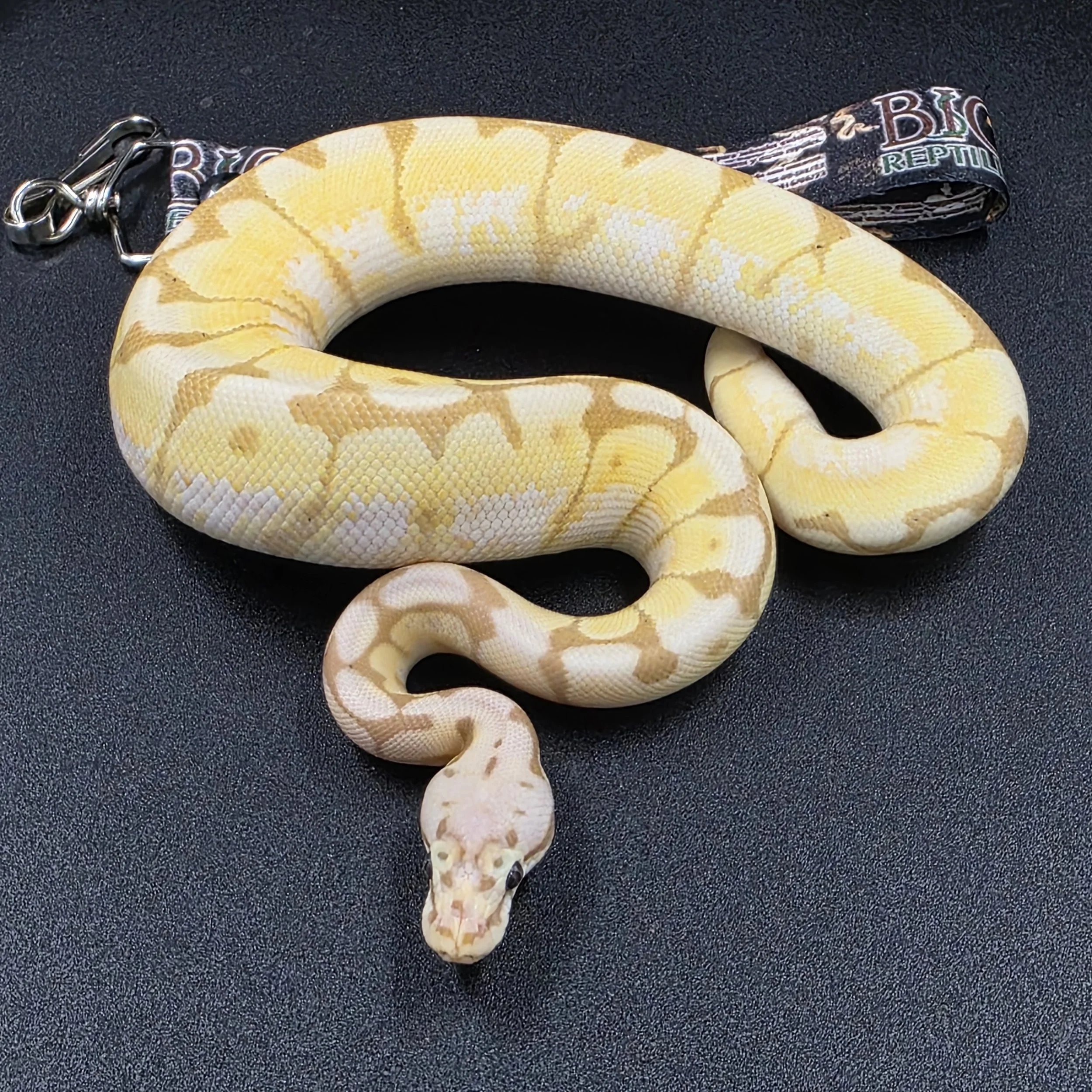 Banana Bumblebee Macho ID260102