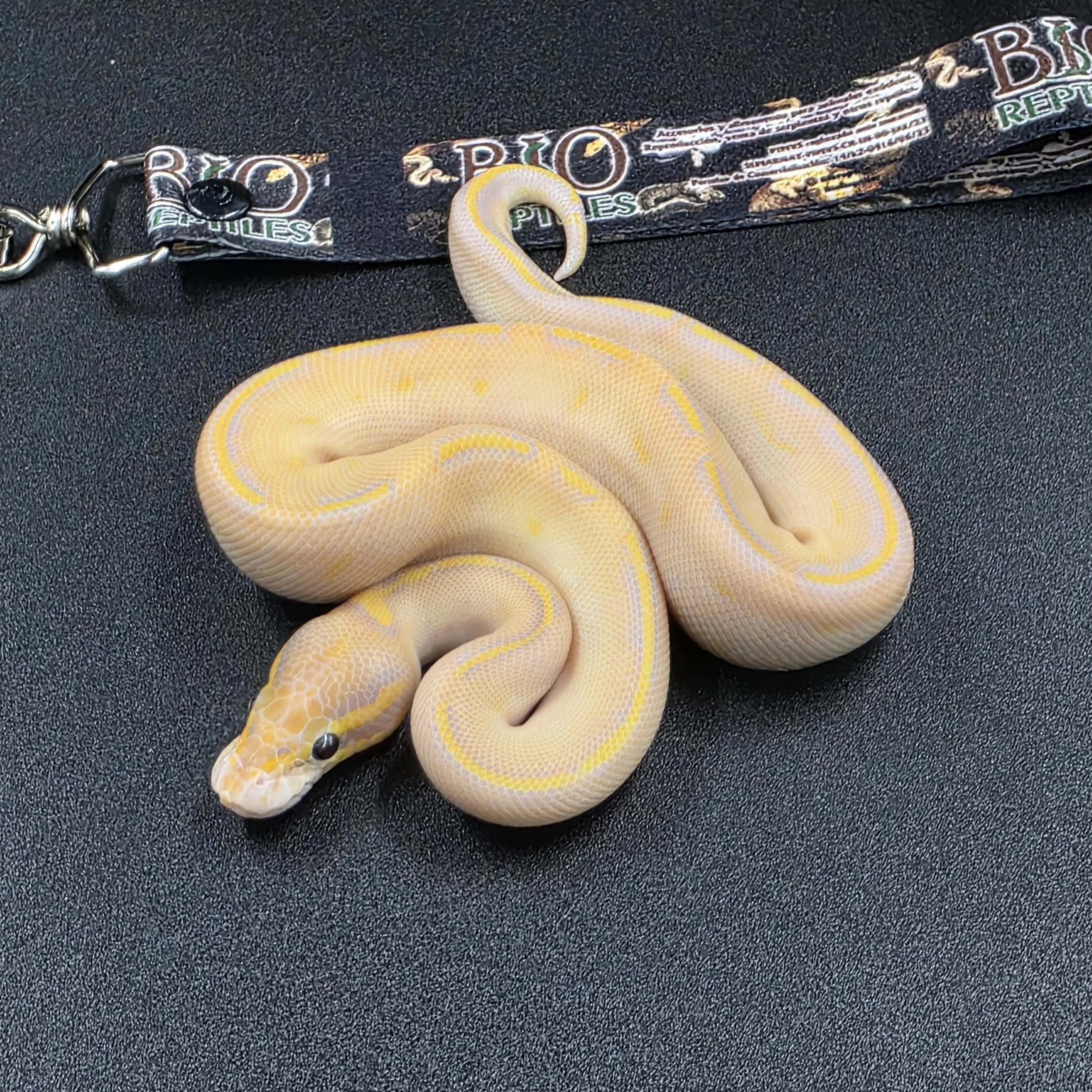 Banana Pastel Mojave Highway het clown Macho ID260502
