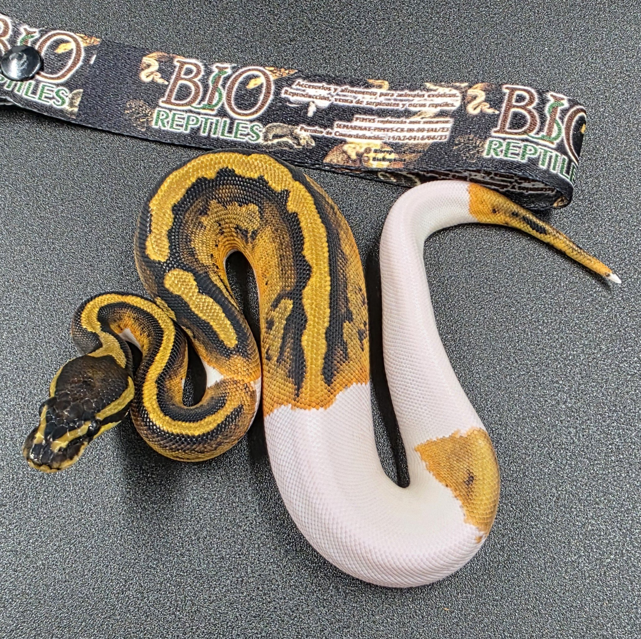 Pied Hembra ID260609