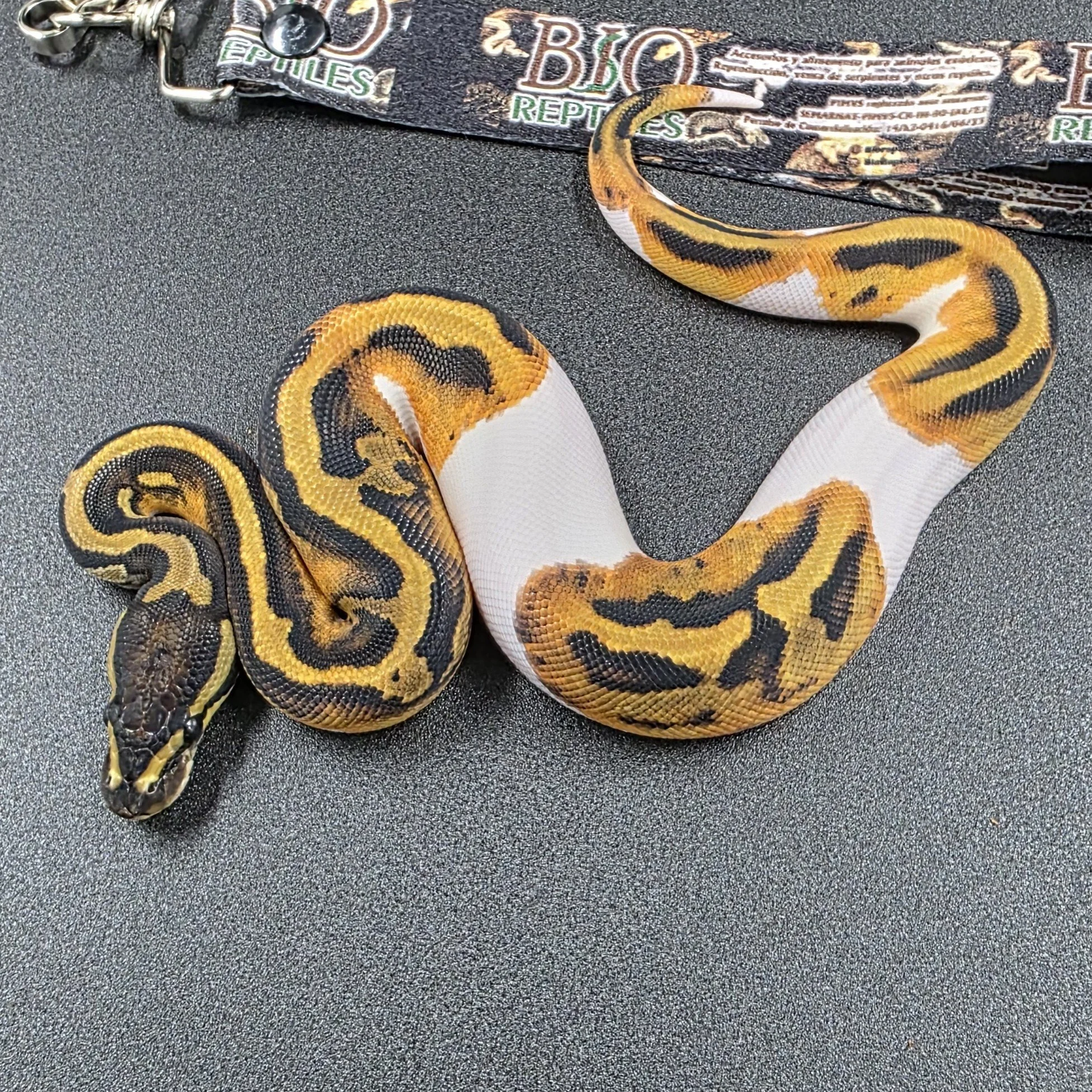 Pied Hembra ID260608