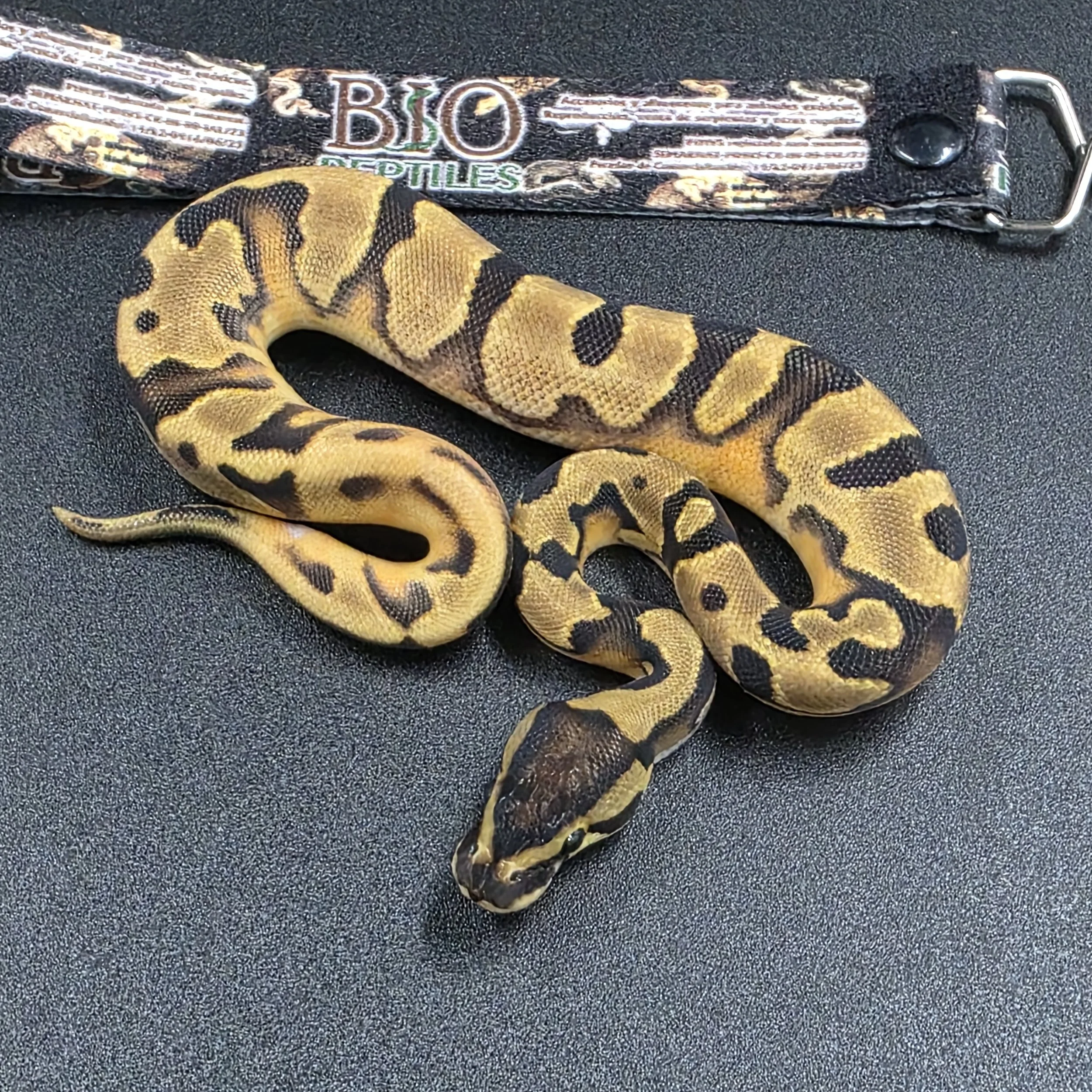 PR-26-12-02 Enchi Pied Macho.jpg