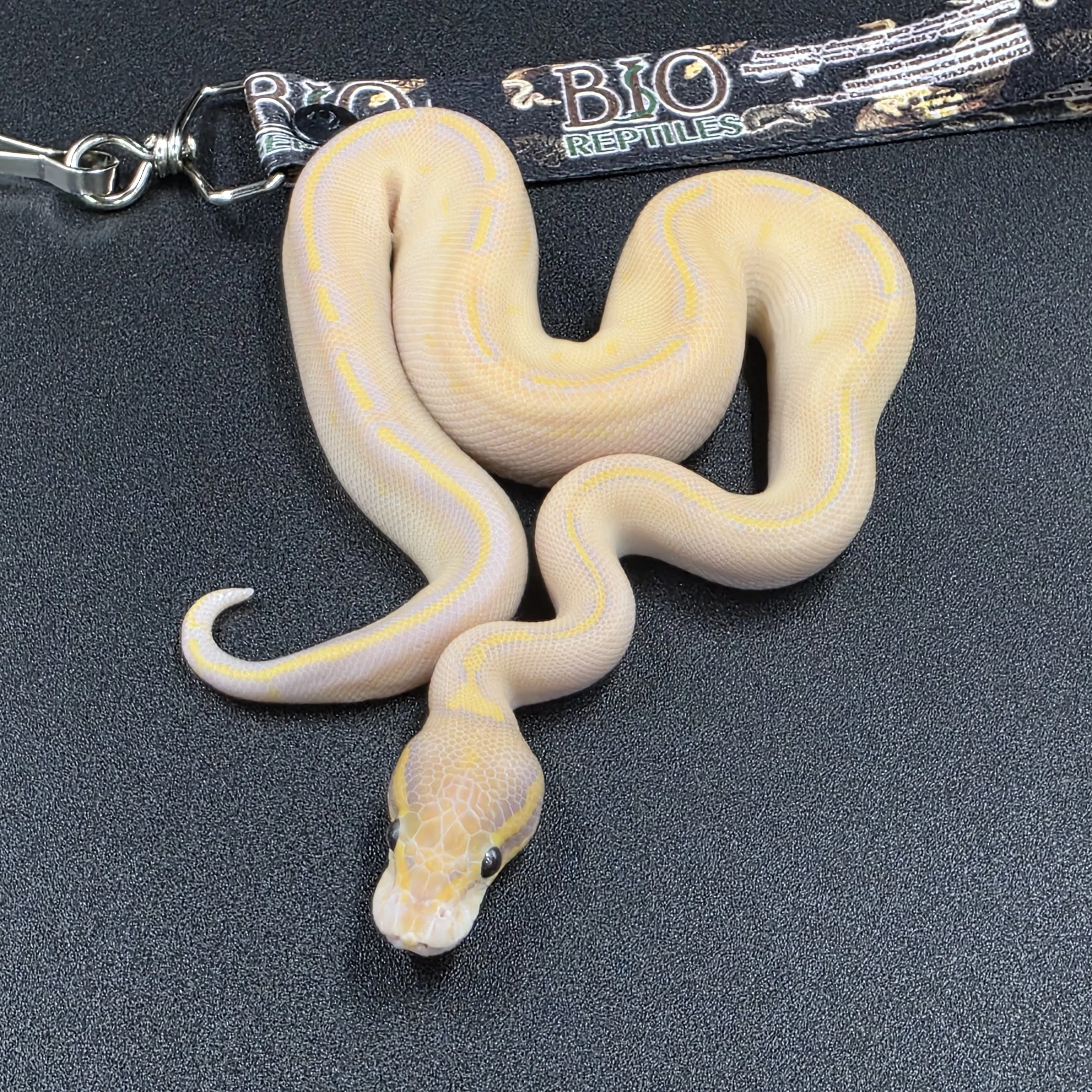 PR-26-05-02 Banana Pastel Mojave Highway het clown Macho 11000b.jpg
