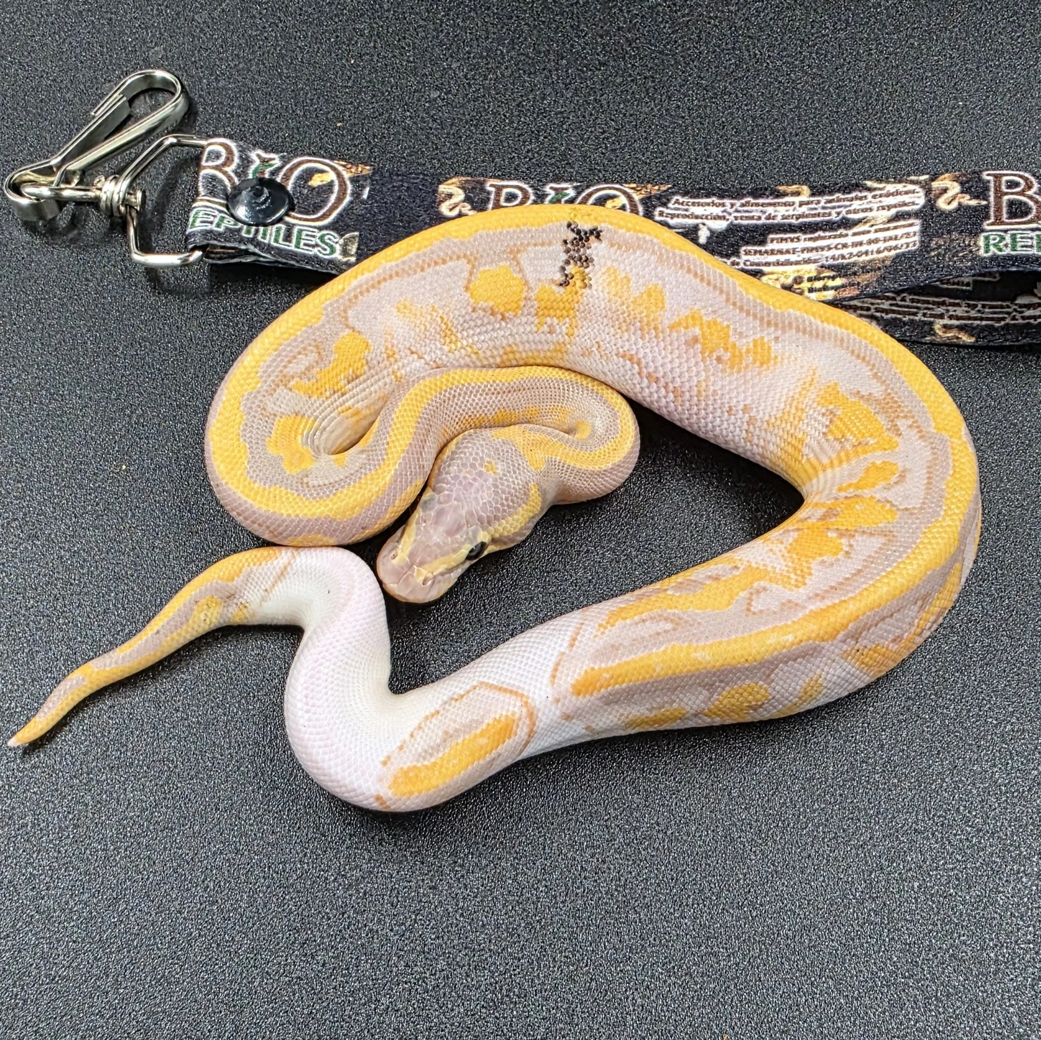 Banana Pied Paradox Macho ID260602
