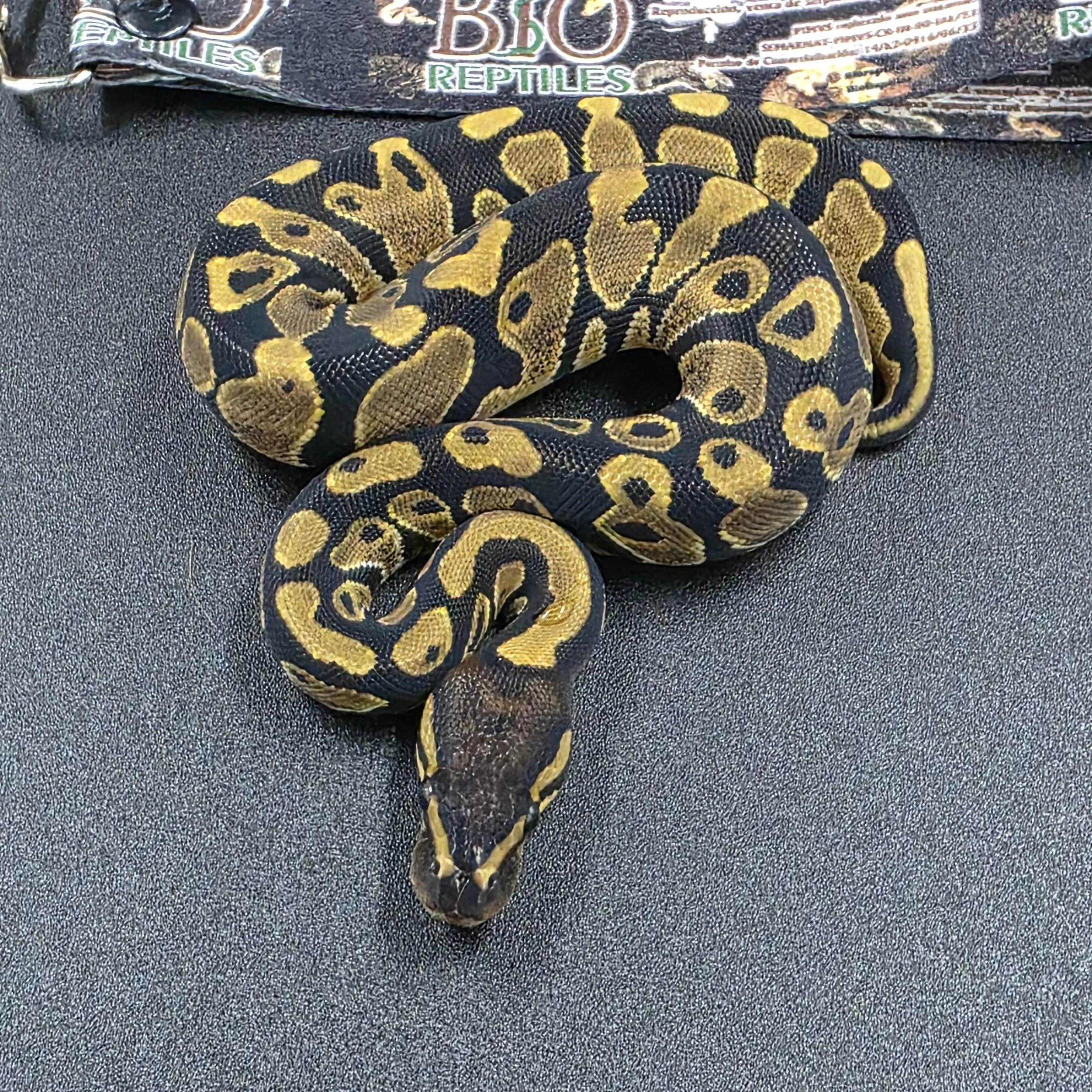 Nominal het pied Hembra - ID260907
