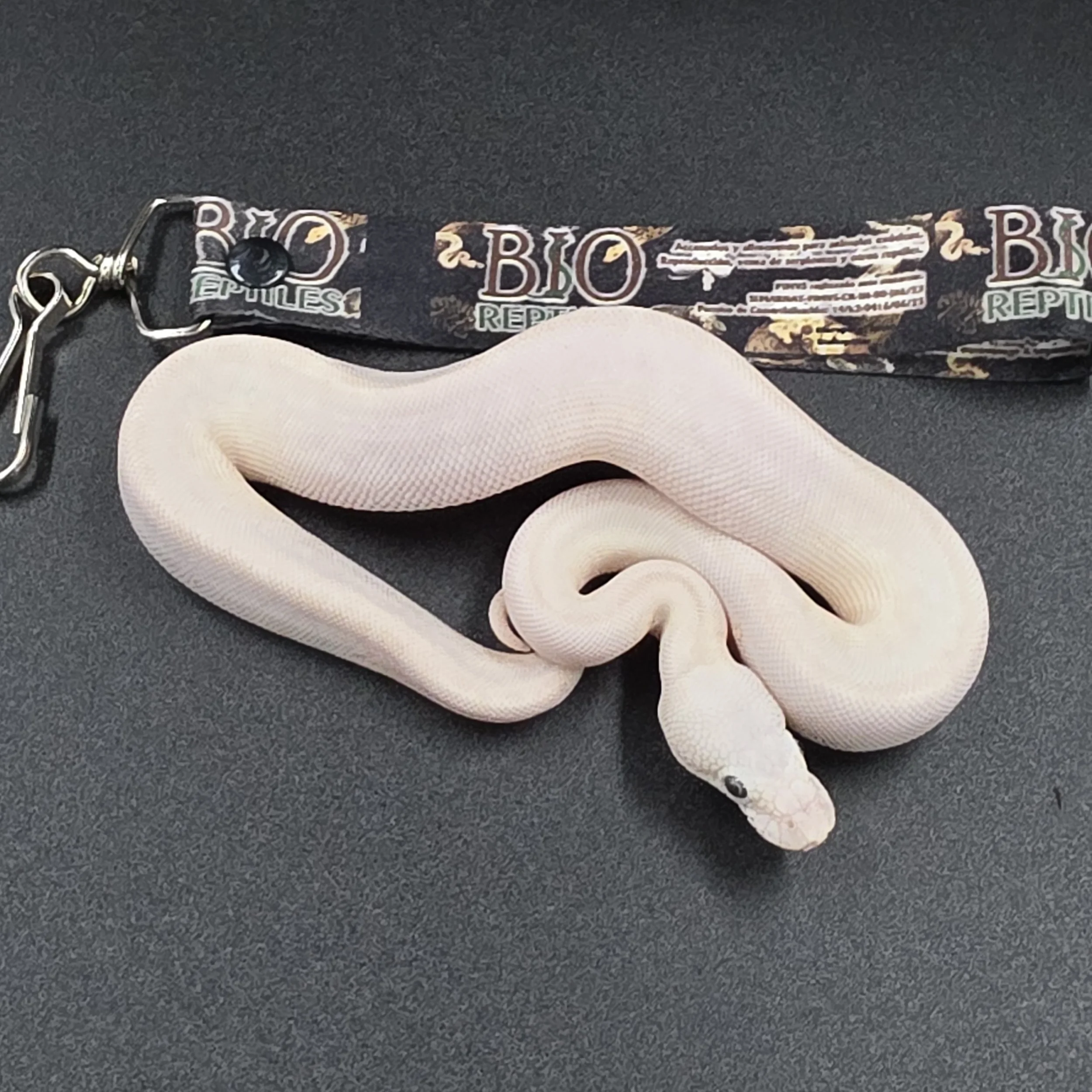 PR-26-11-03 bamboo lesser het hypo hembra.jpg