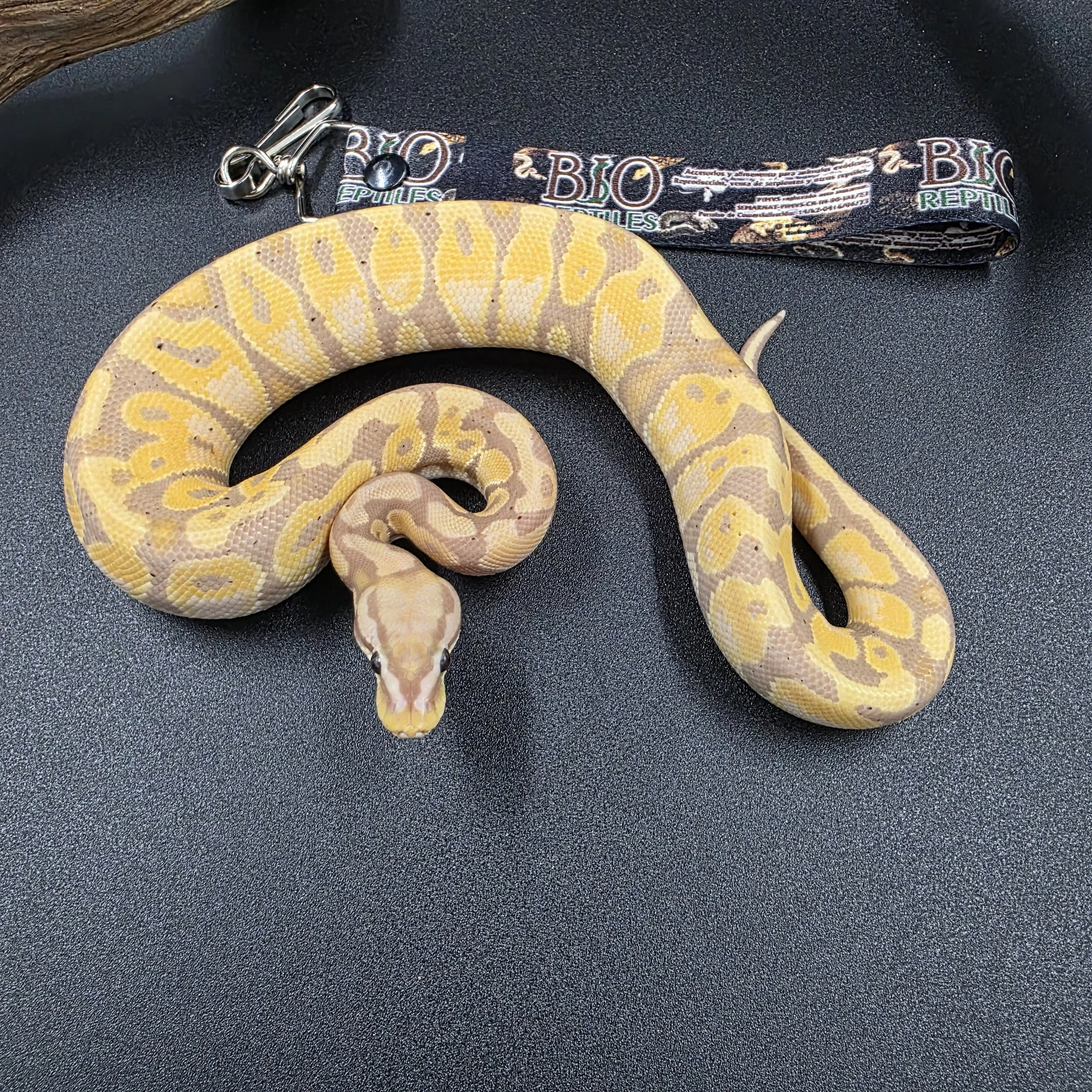 Banana Pastel ID260105