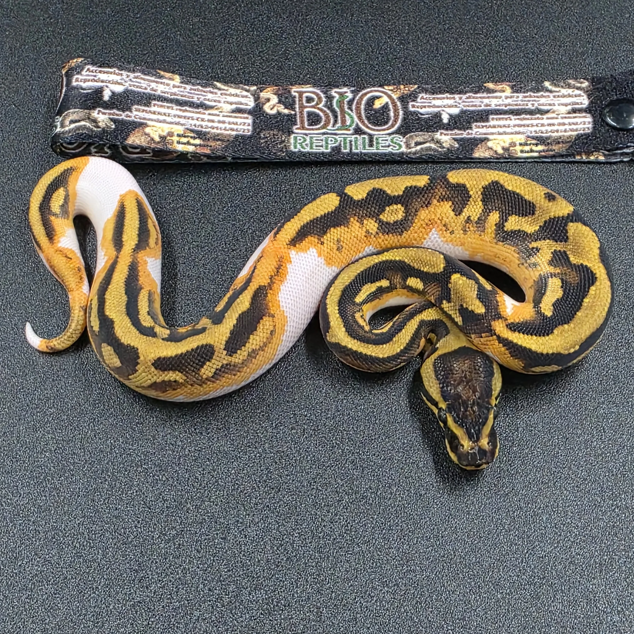 PR-26-12-01 Yellowbelly Pied Macho.jpg