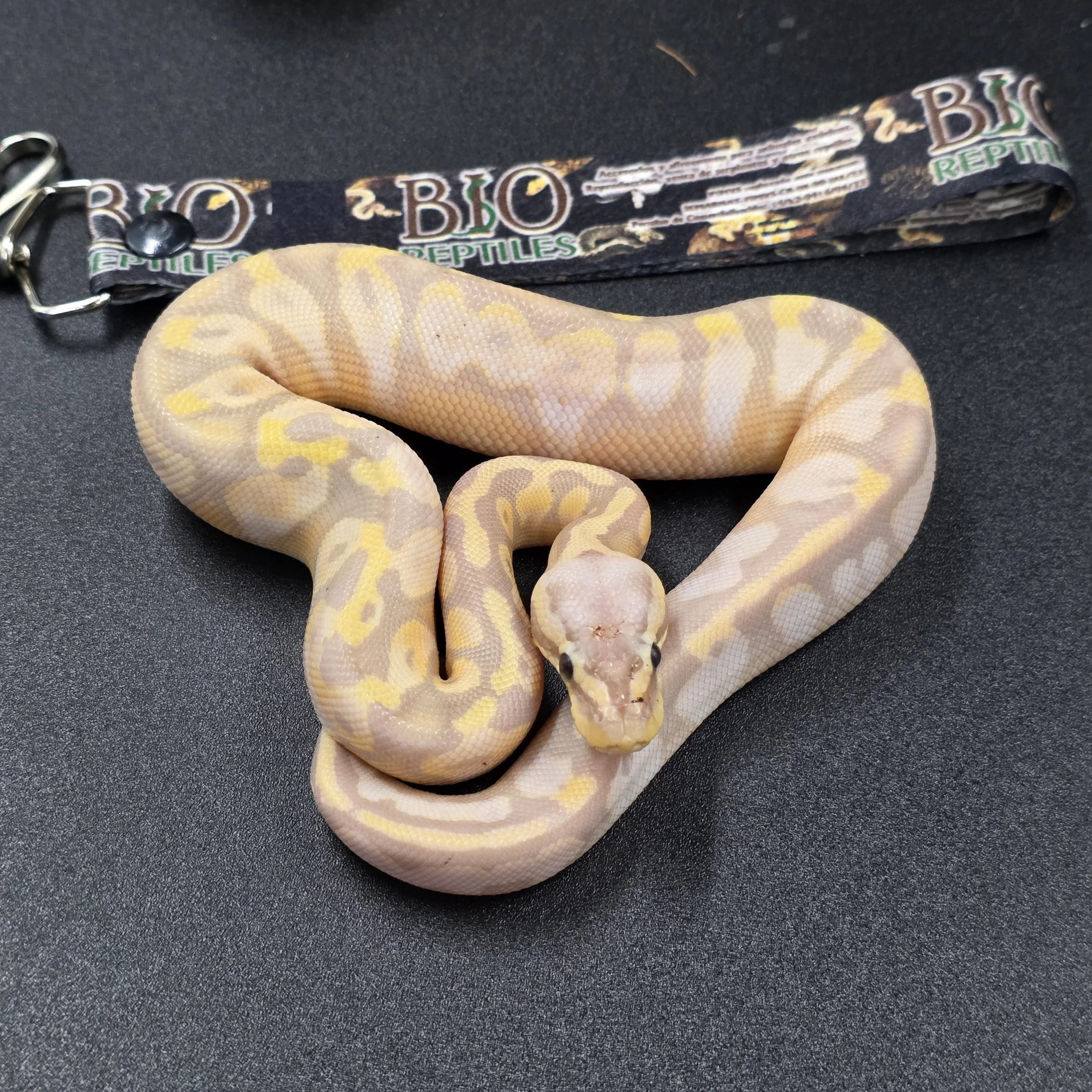 Banana Pastel Calico Yellowbelly Macho ID 260305