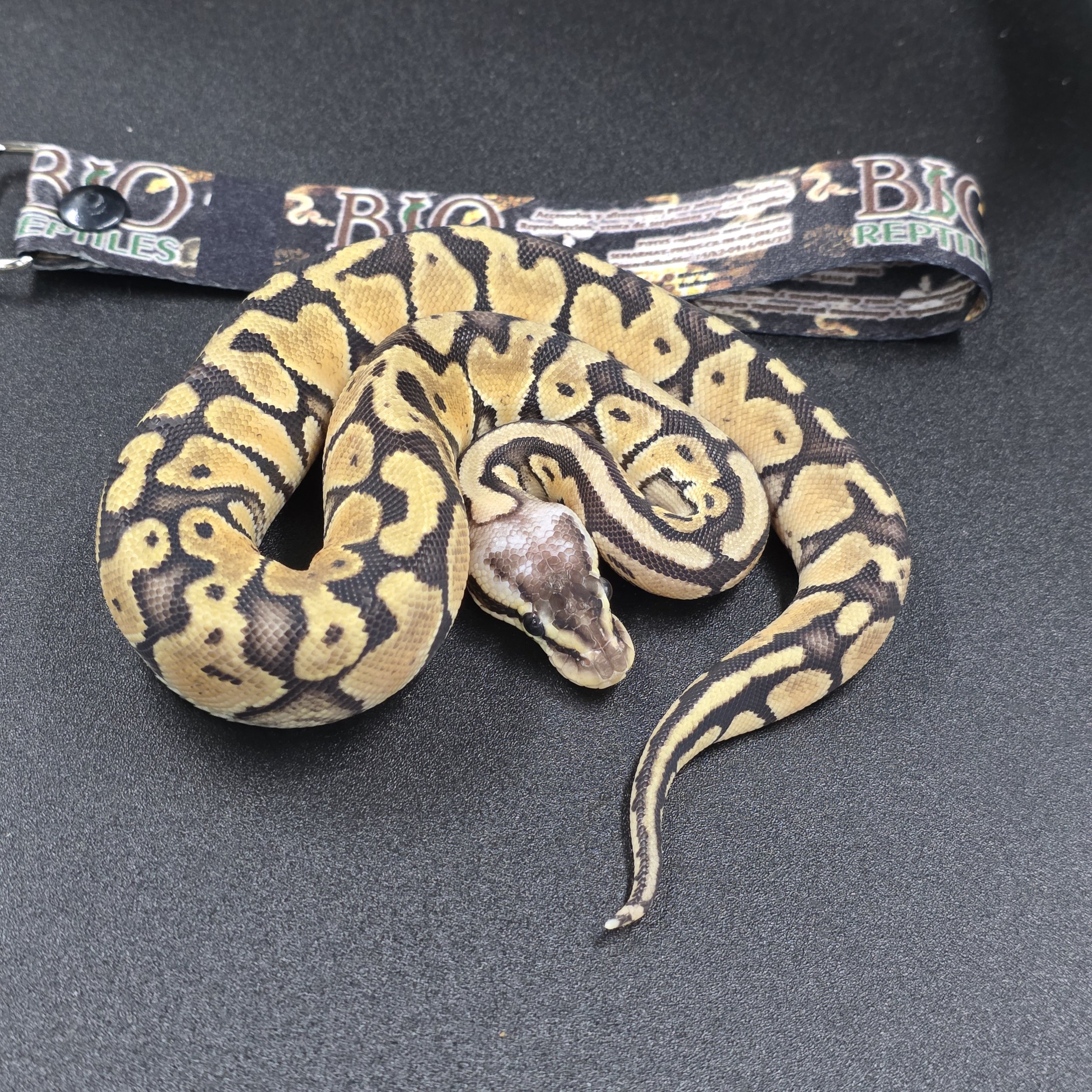 Super pastel Hembra ID260105