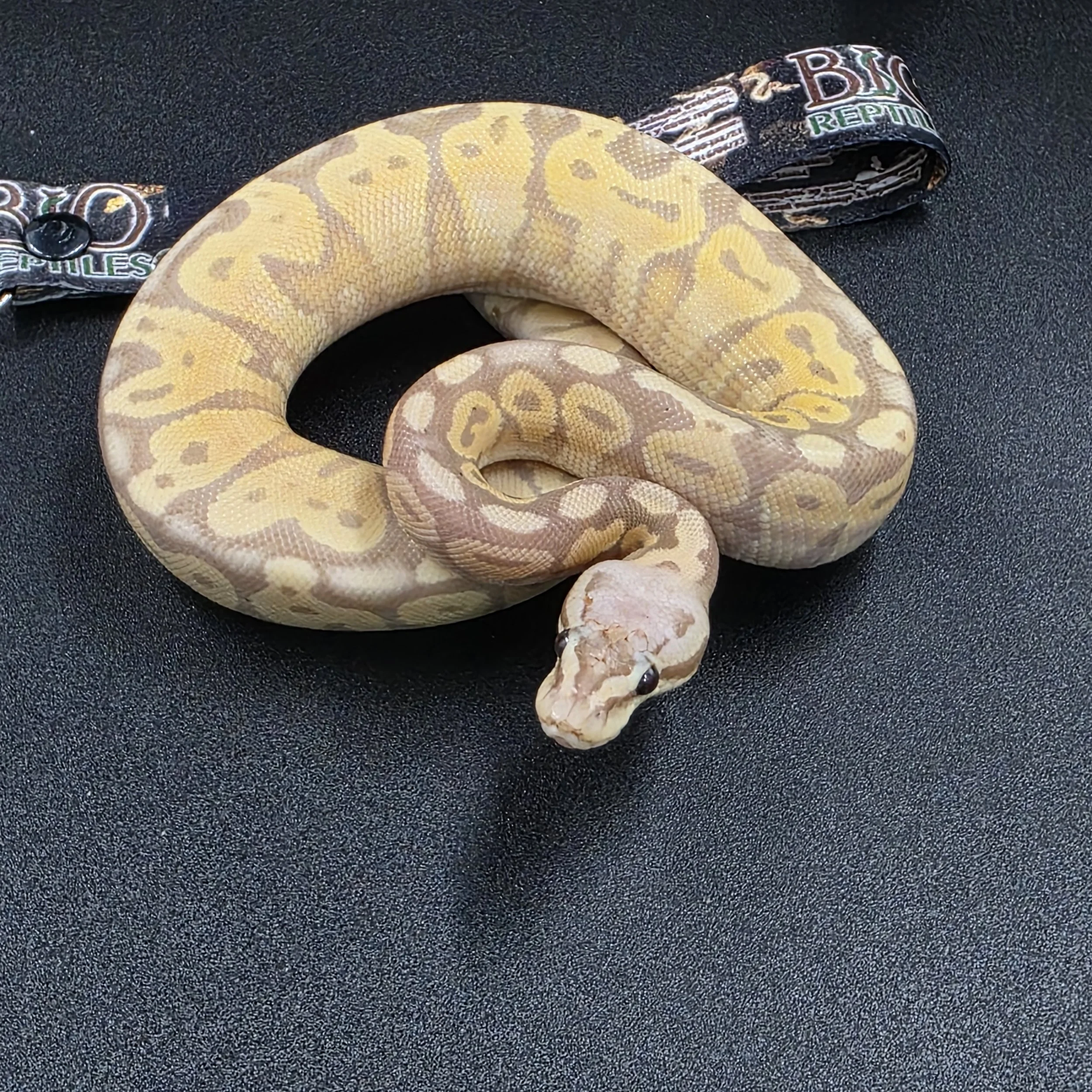 Banana Super pastel macho ID260103