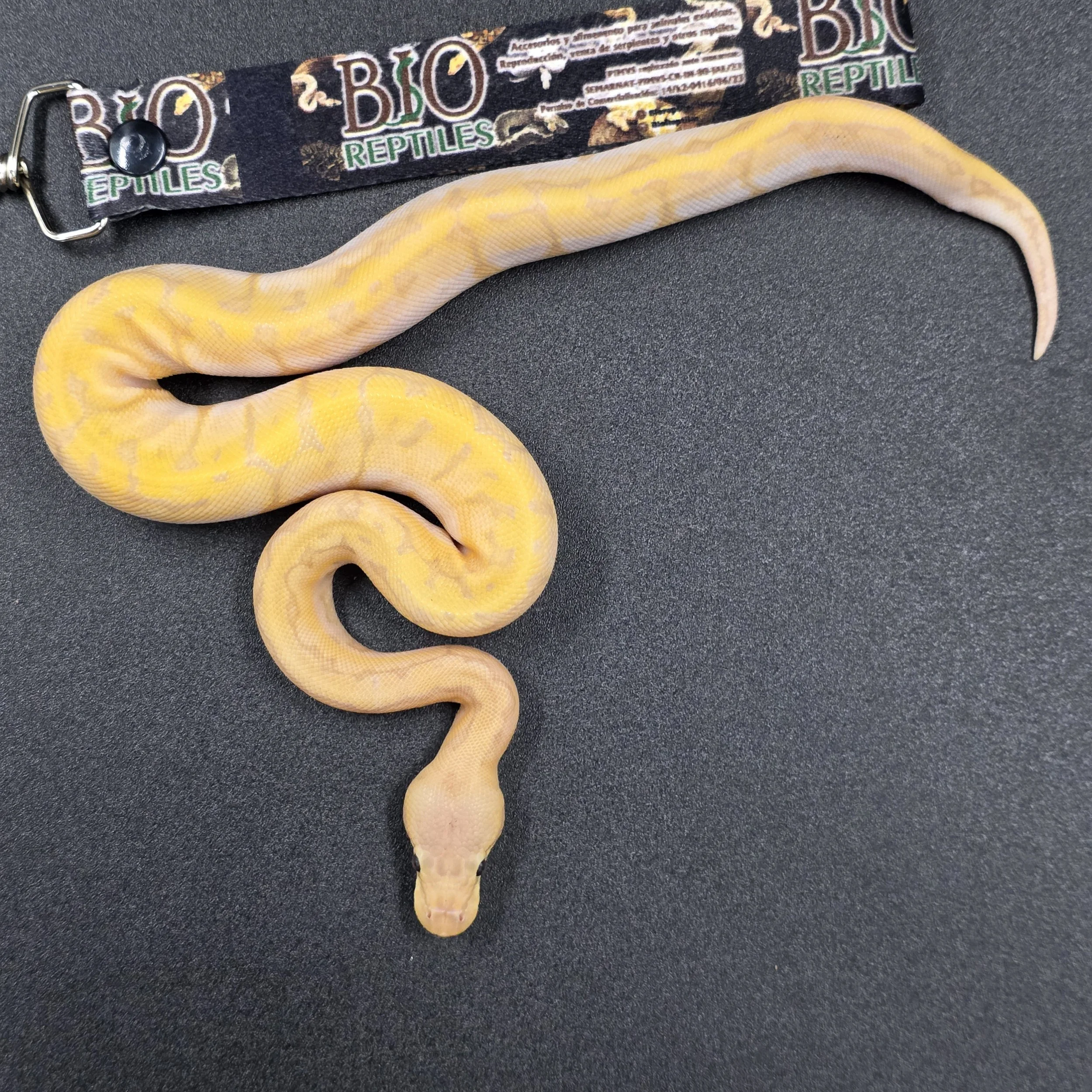 PR-26-03-01 Banana Lemonblast Yellowbelly macho 7000b.jpg