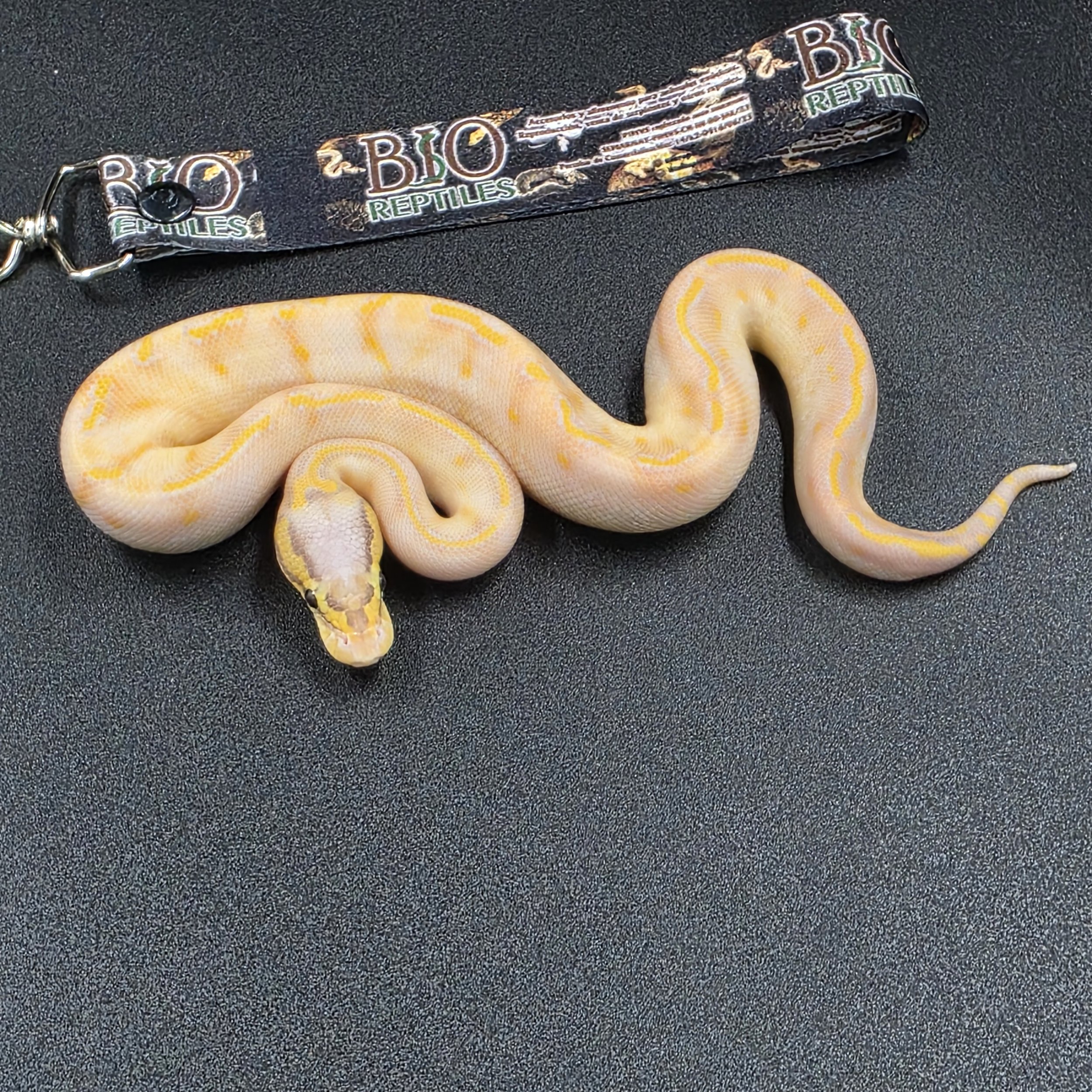 PR-26-05-01 Banana Pastel GHI Highway het clown Macho 11000a.jpg